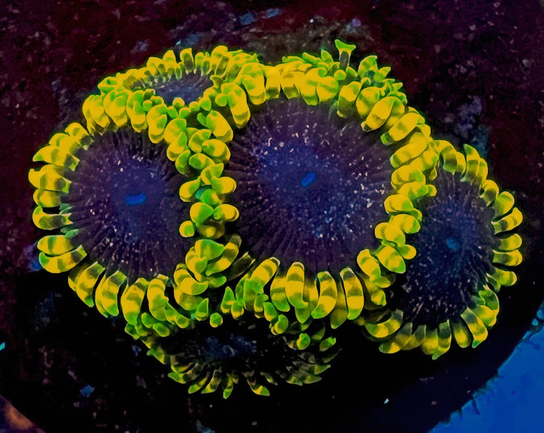 Tantrum Zoanthus