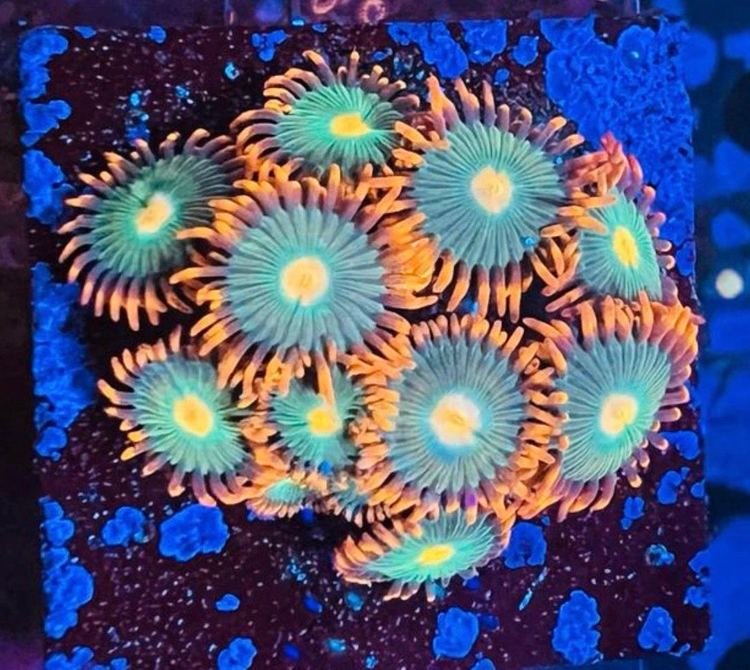 Gatorade Zoanthus