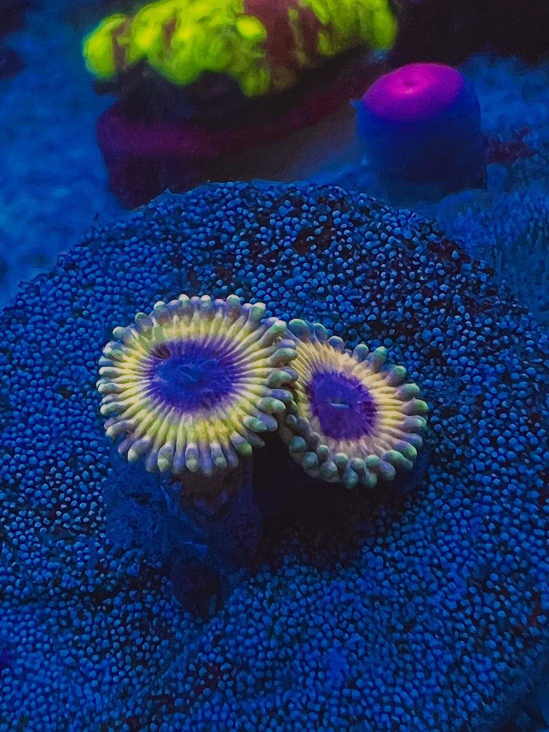 White Walker Zoanthus