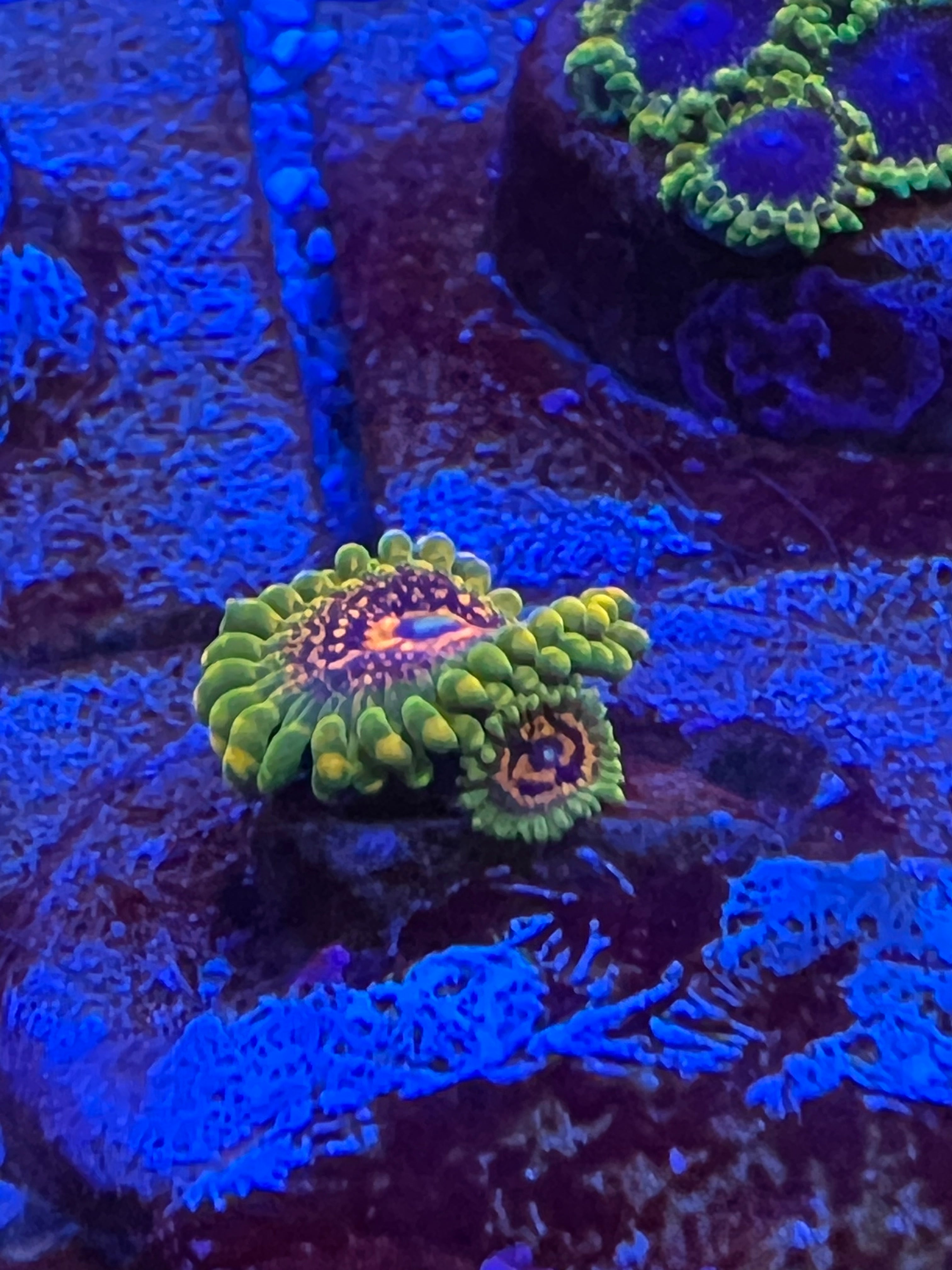 Grand Master Krakatoa Zoanthus