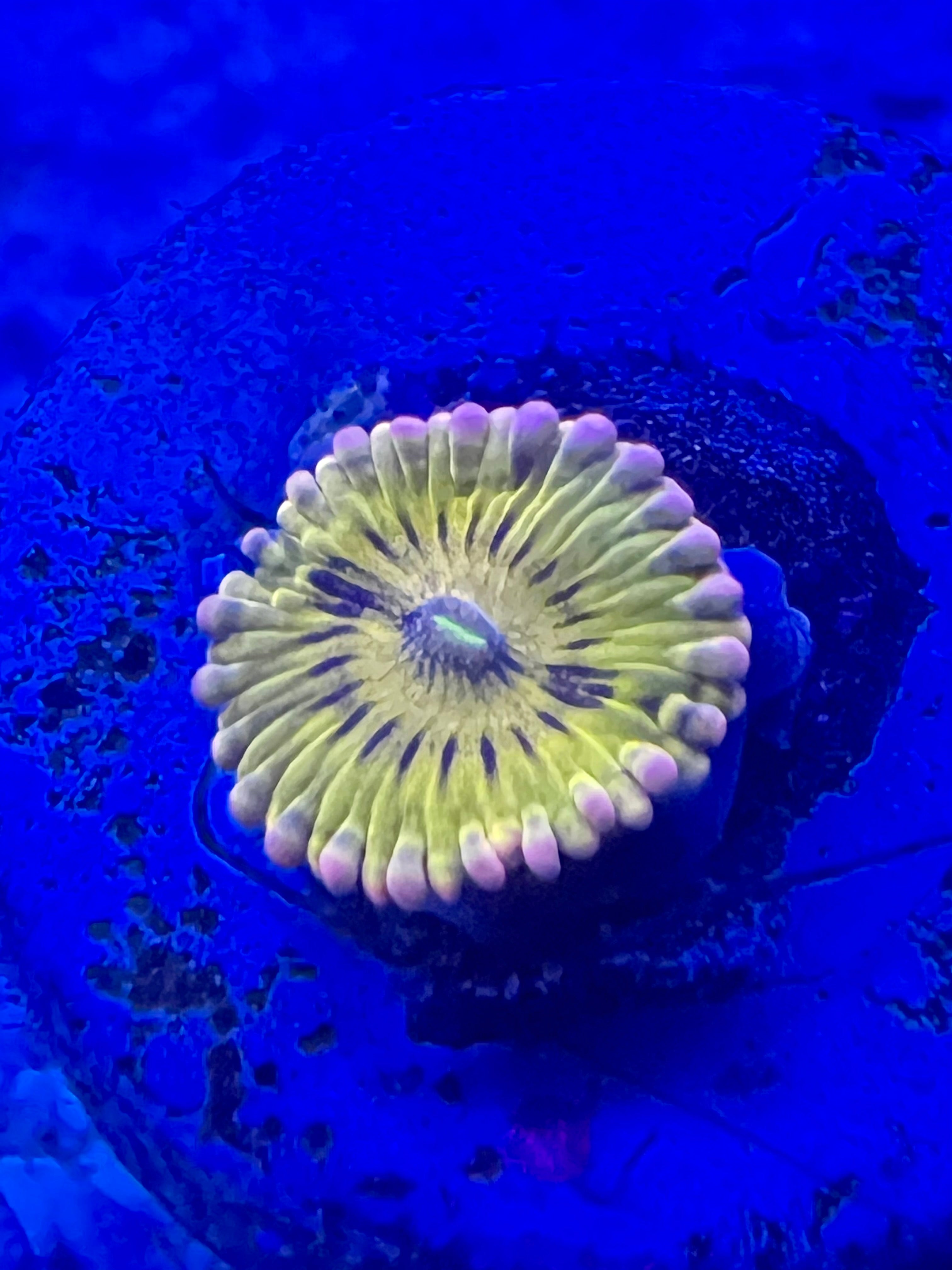 Chiquita Zoanthus