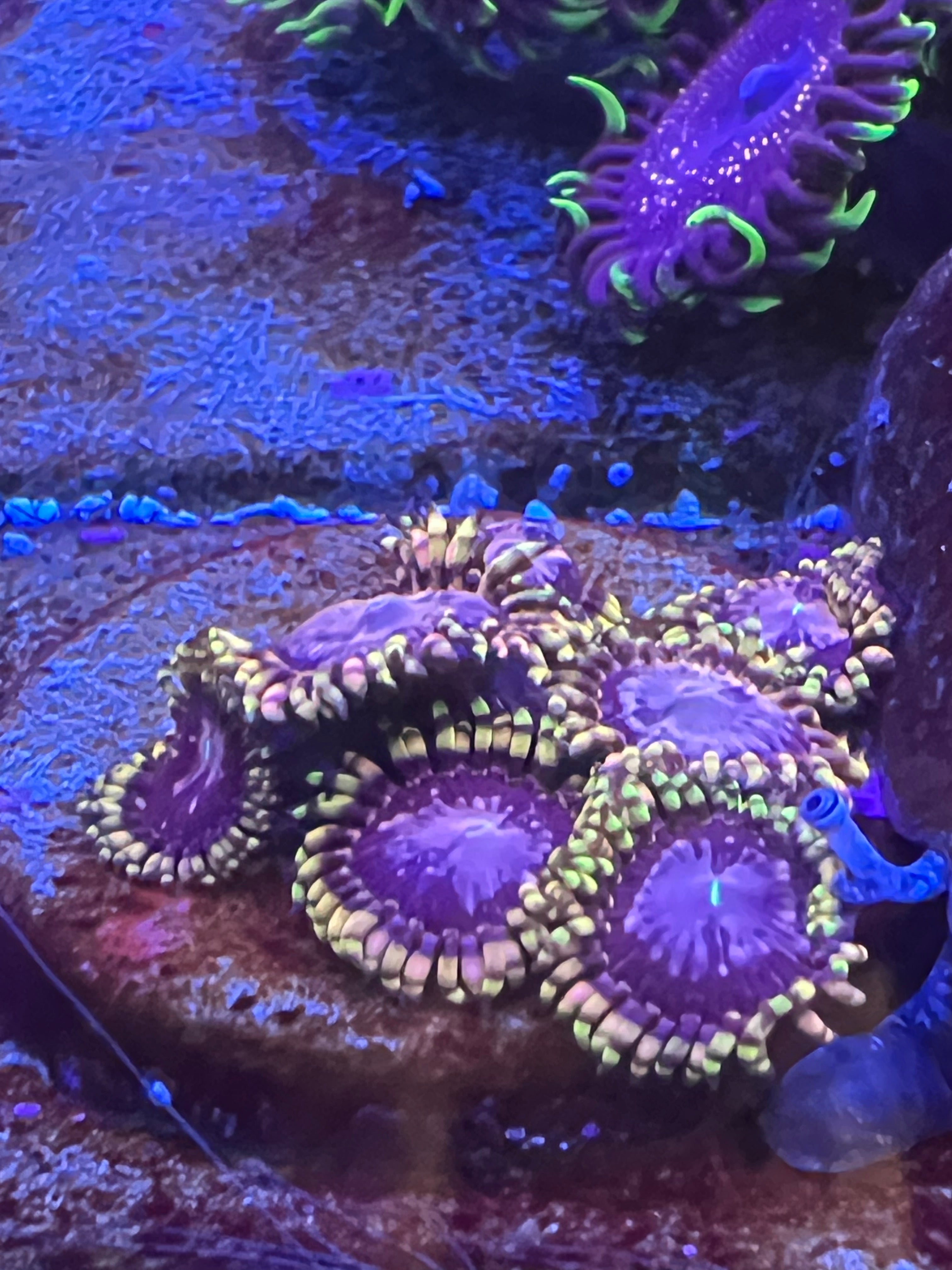 Koala Eye Zoanthus