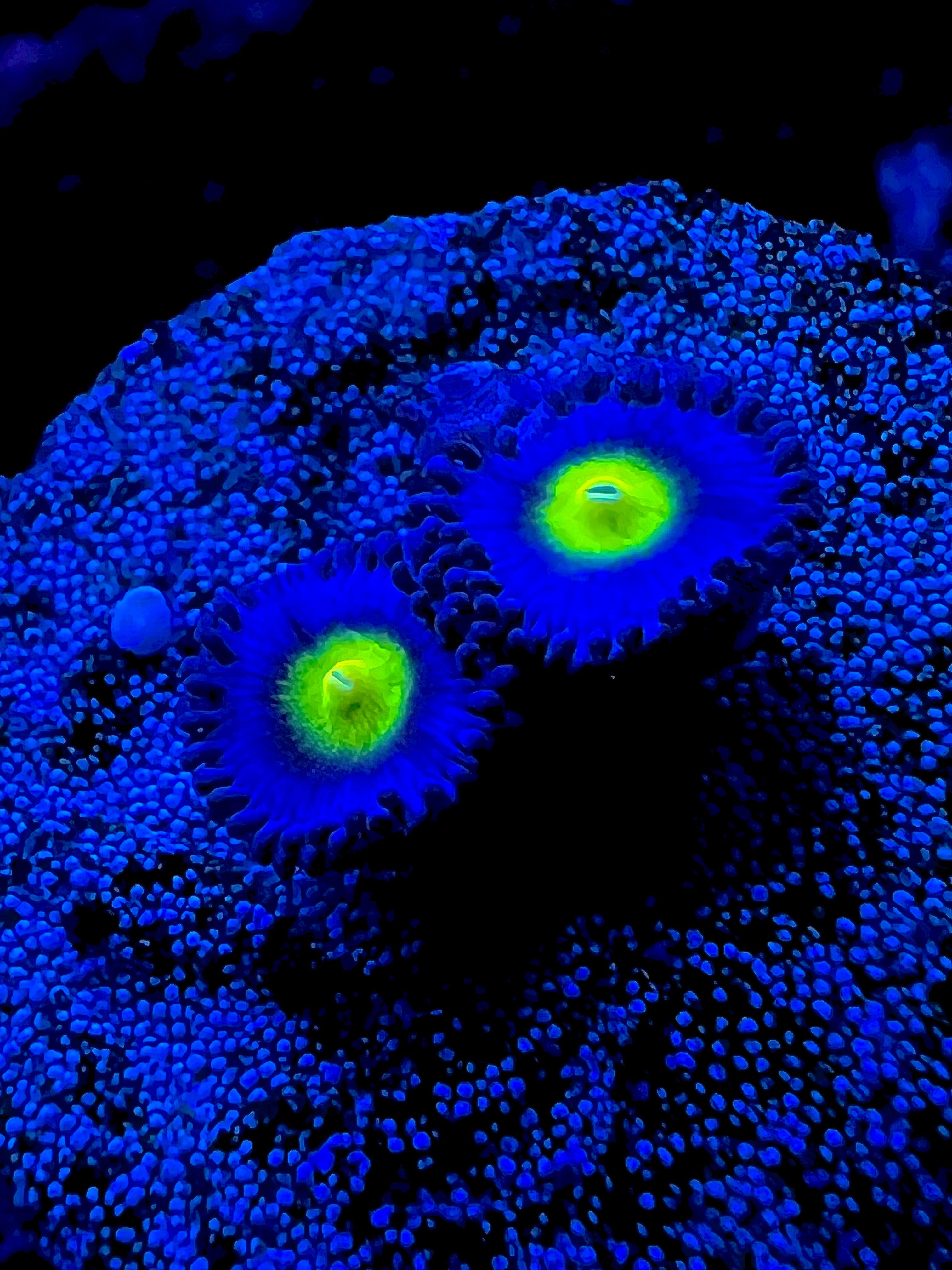 AIO Zoanthus