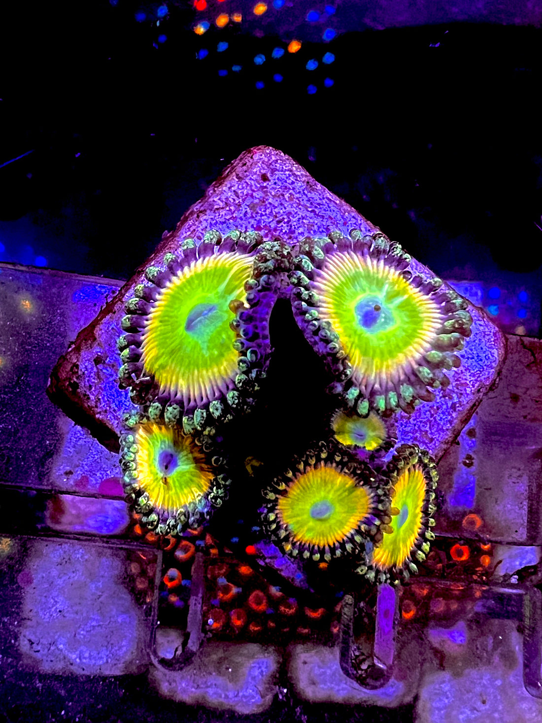 Candy Apple Rainbow Zoanthus