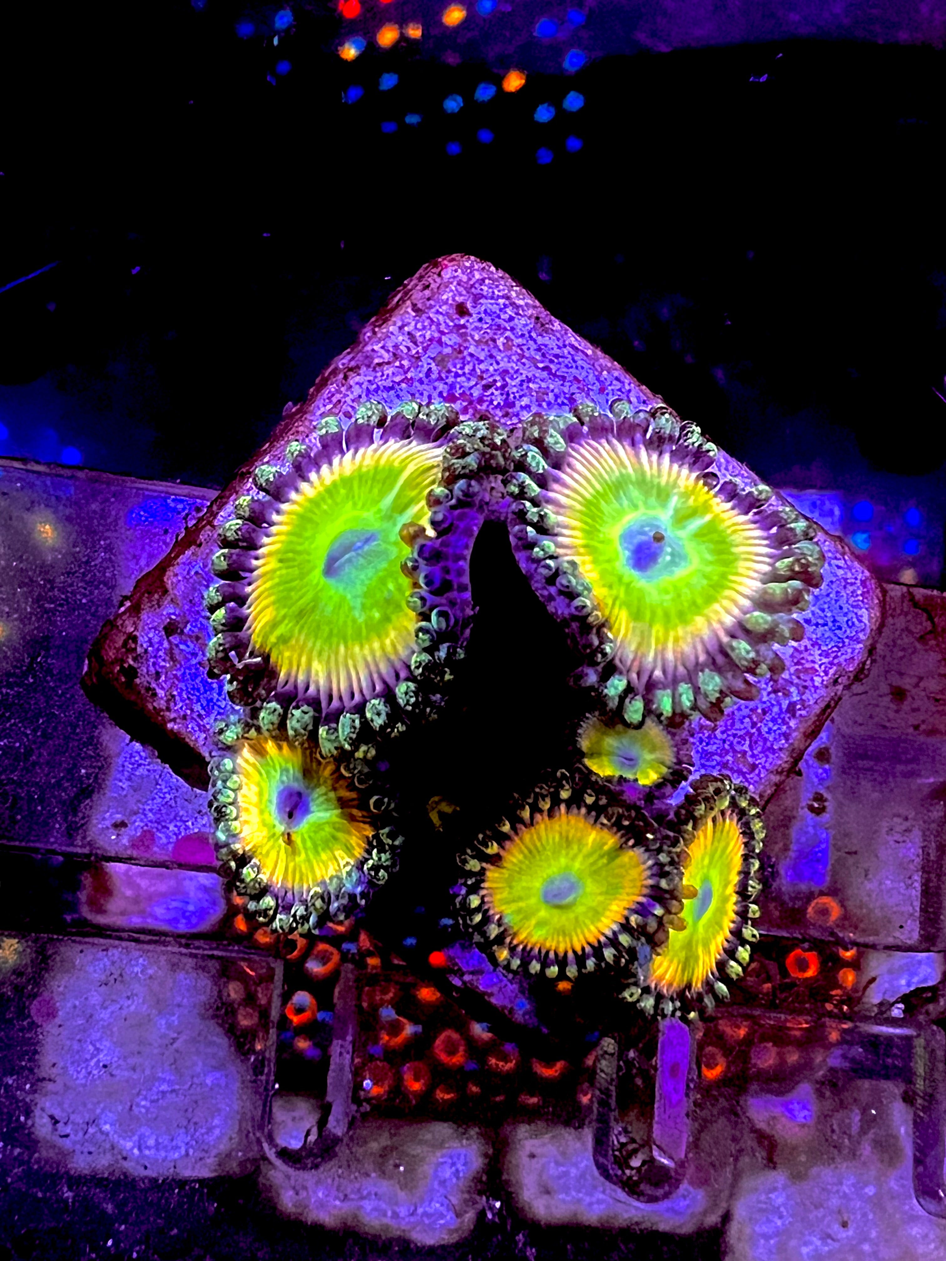 Candy Apple Rainbow Zoanthus