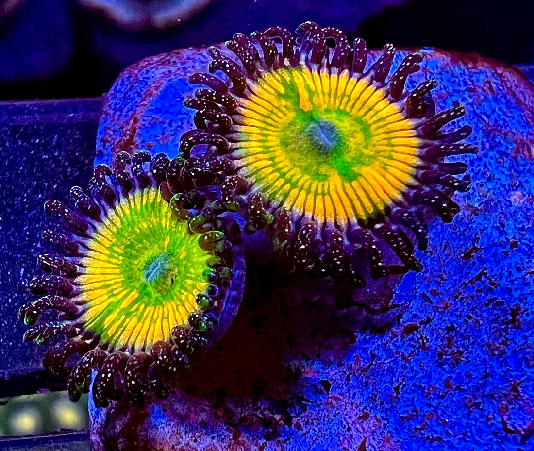 Sunny D Light Zoanthus