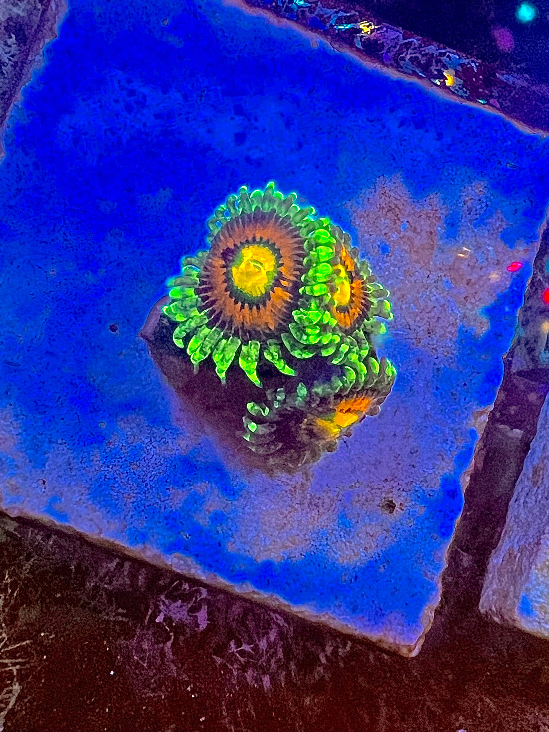 Rainbow Incinerator