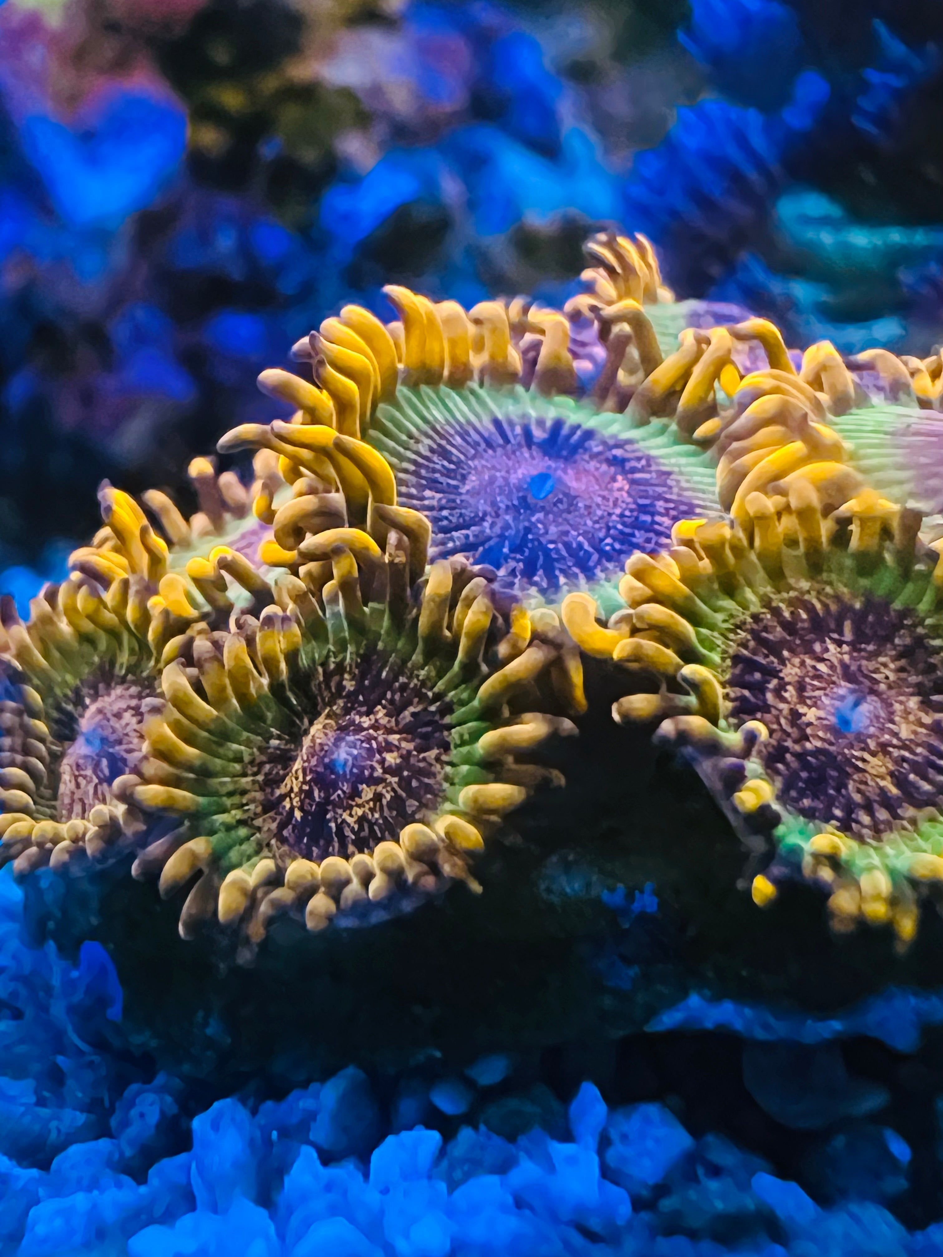 Speckled Krakatoa Zoanthus