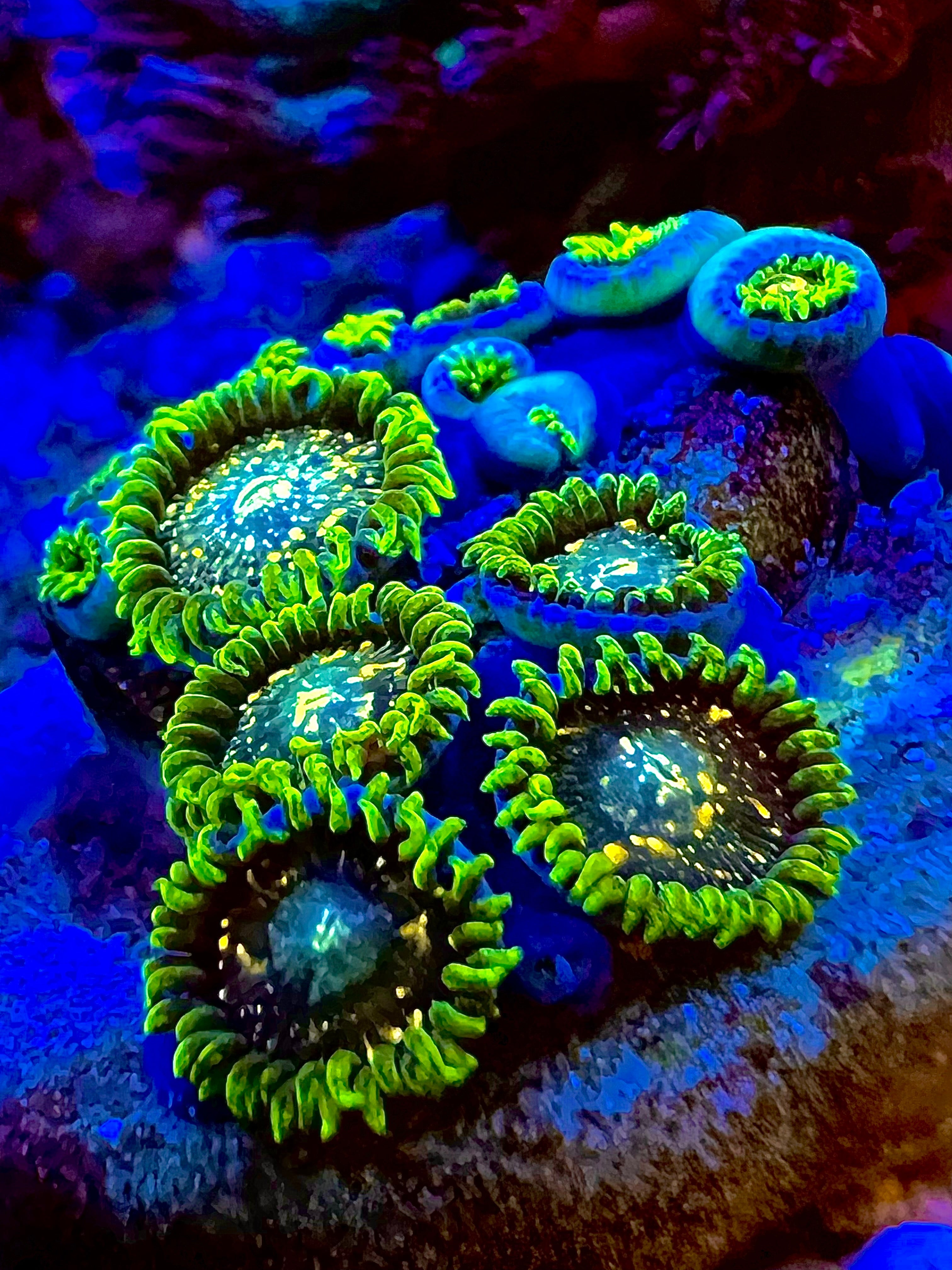 Blackberry Voodoo Zoanthus
