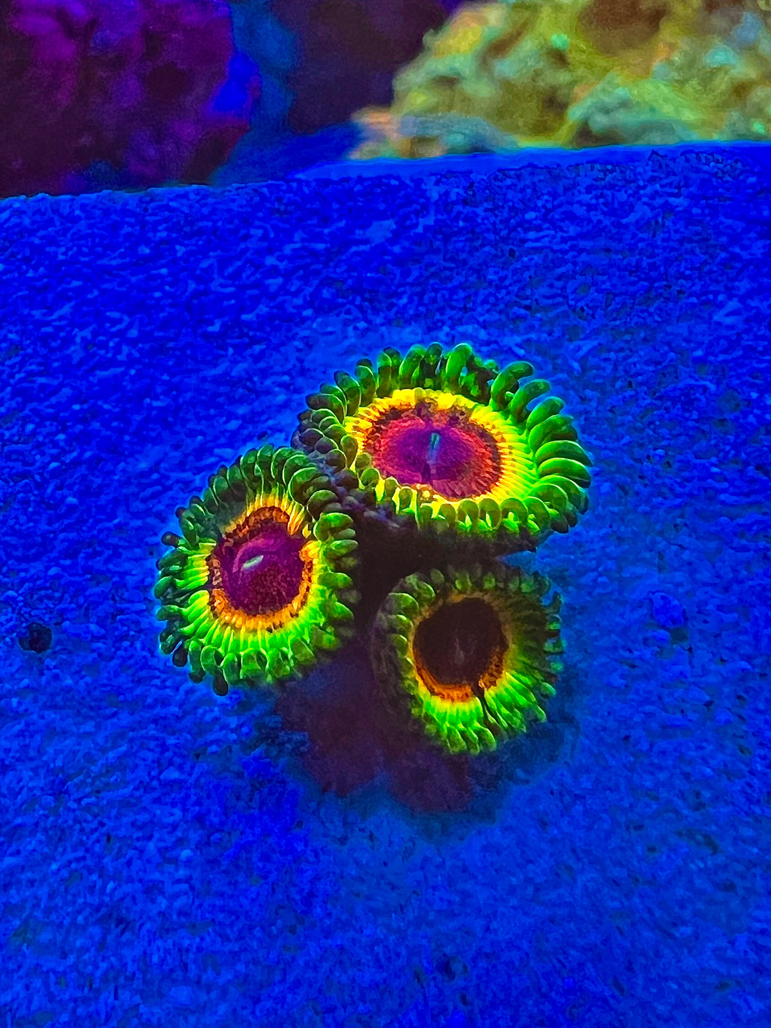 Little Shop of Horrors Zoanthus