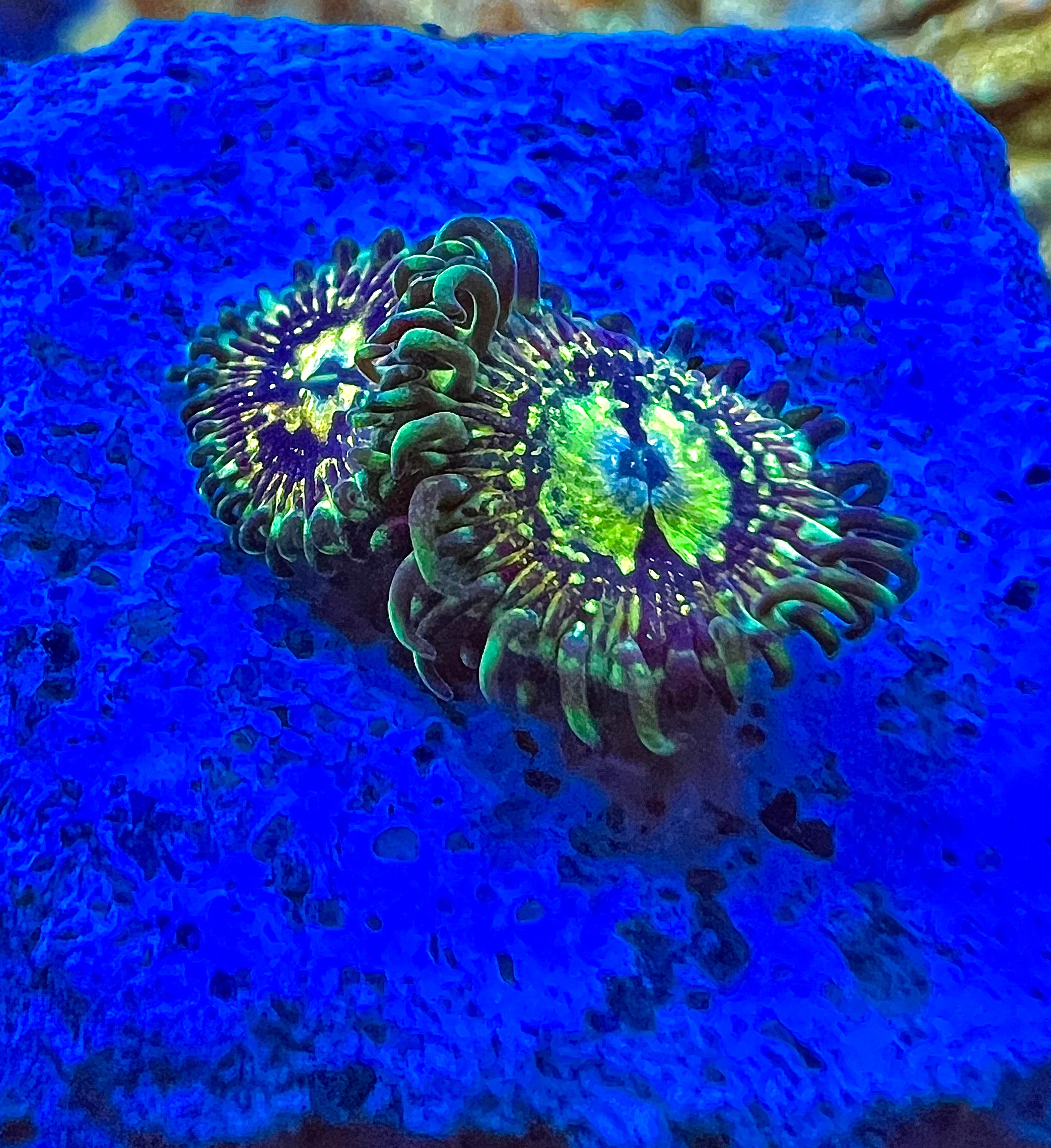 Grim Reaper Zoanthus