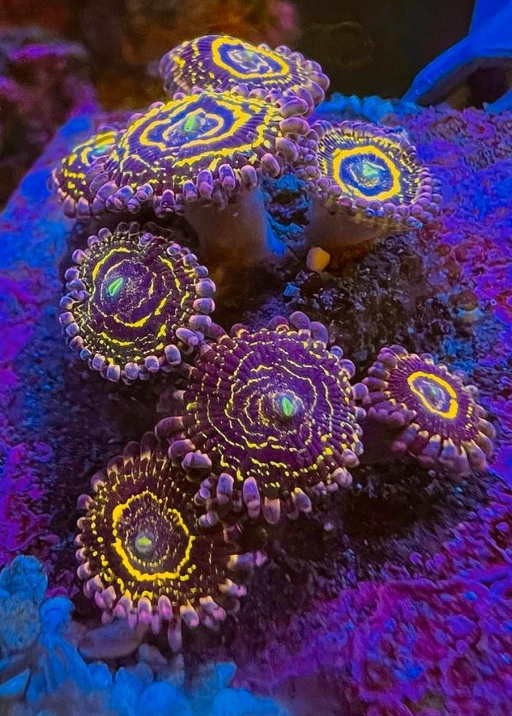 Stratosphere Zoanthus