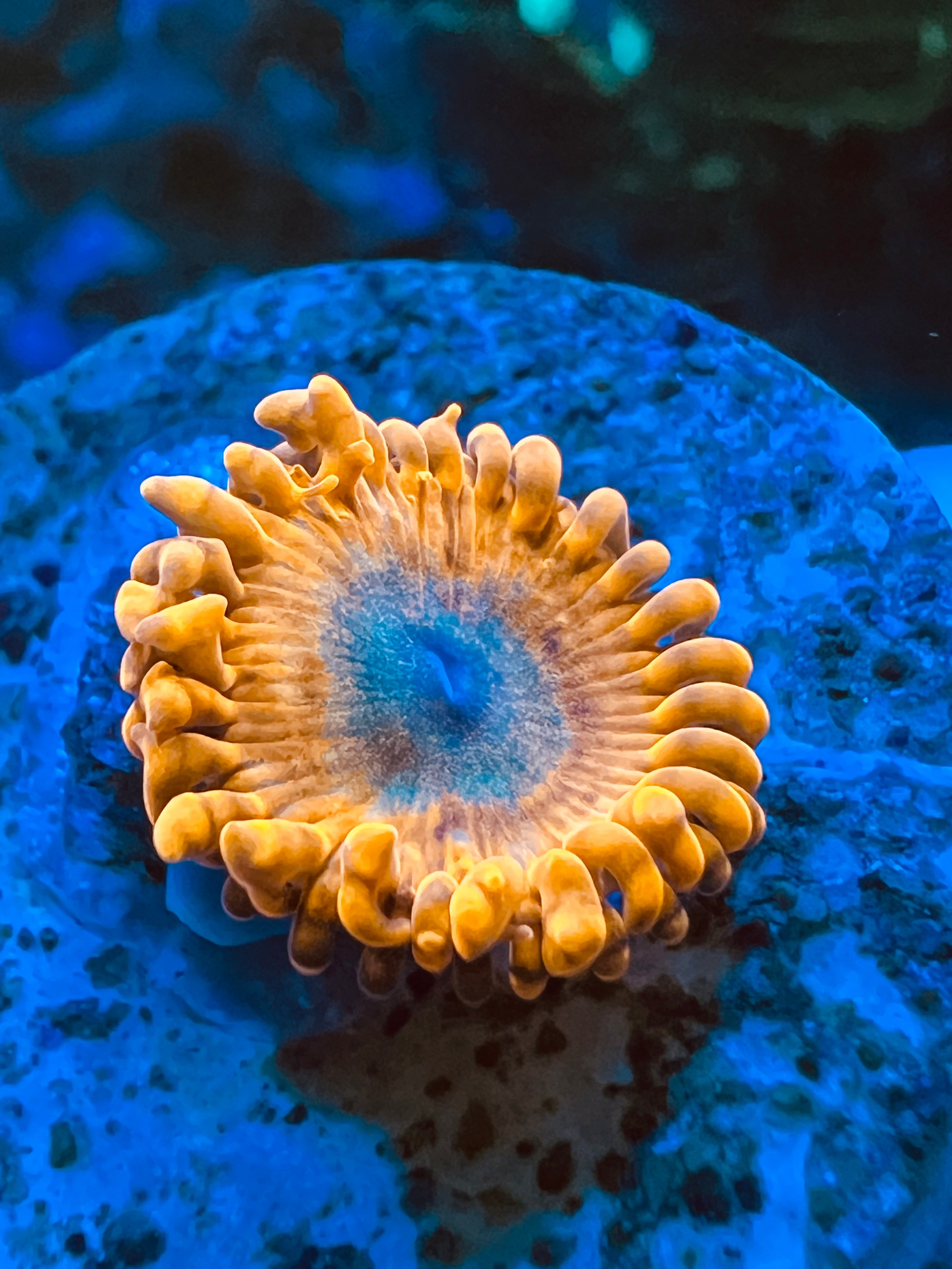 Organism Zoanthus