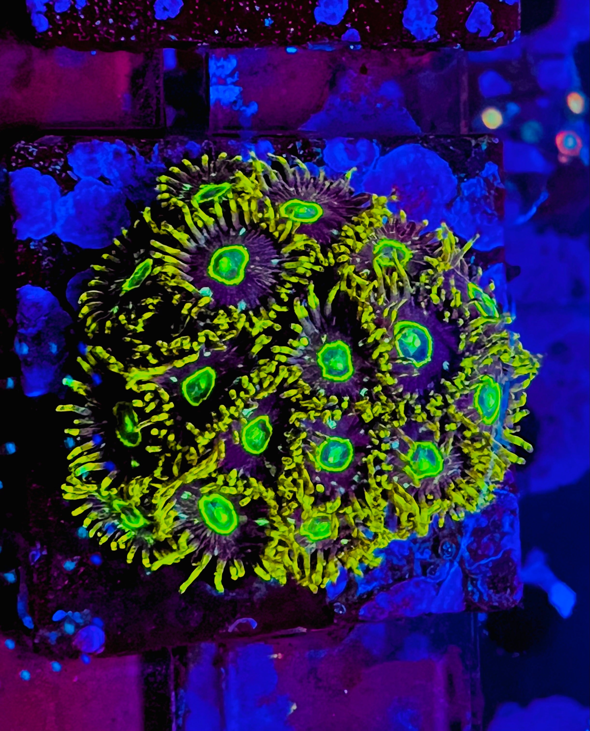 Electric Hornets Zoanthus