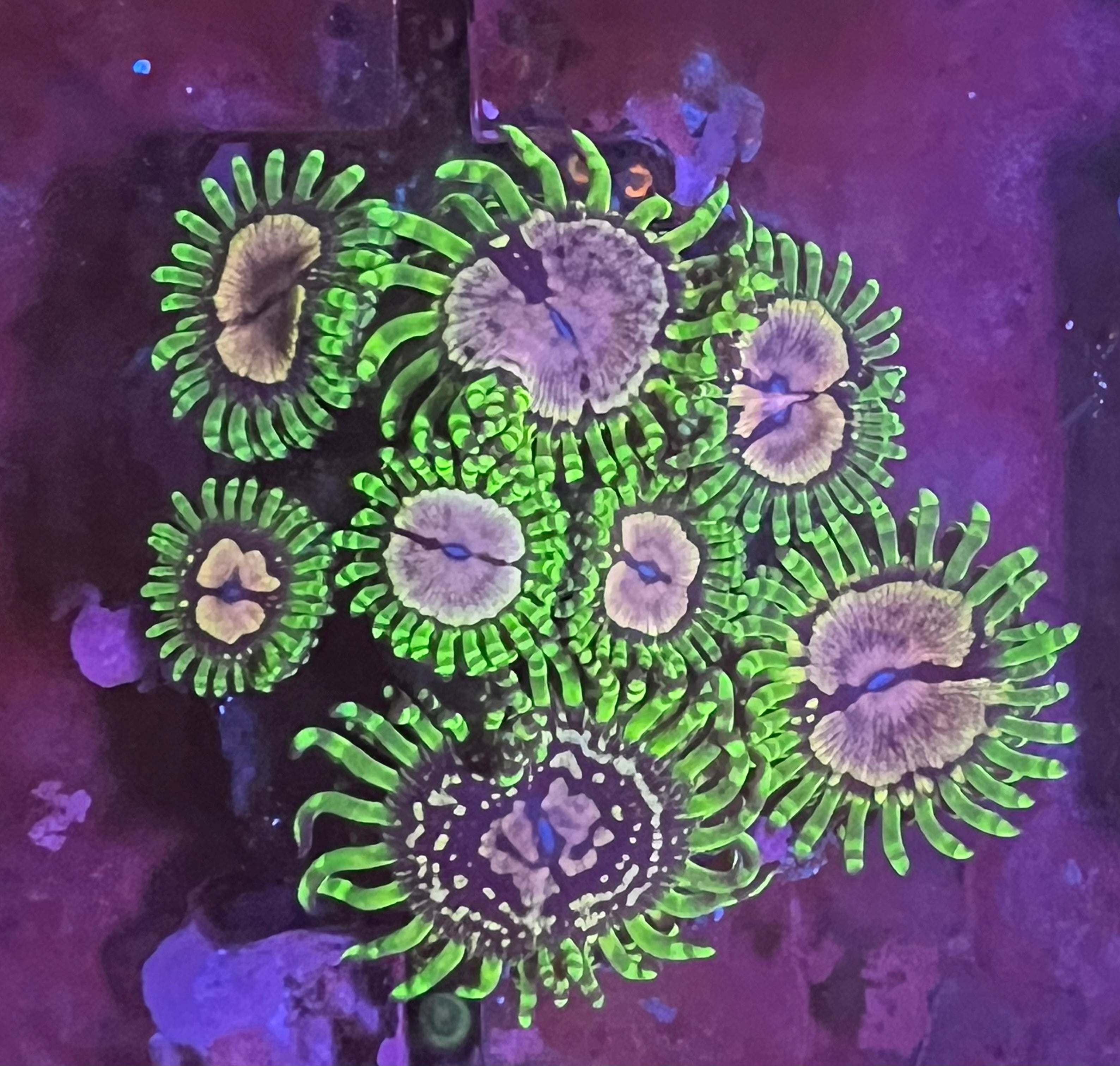 Purple Monster Zoanthus