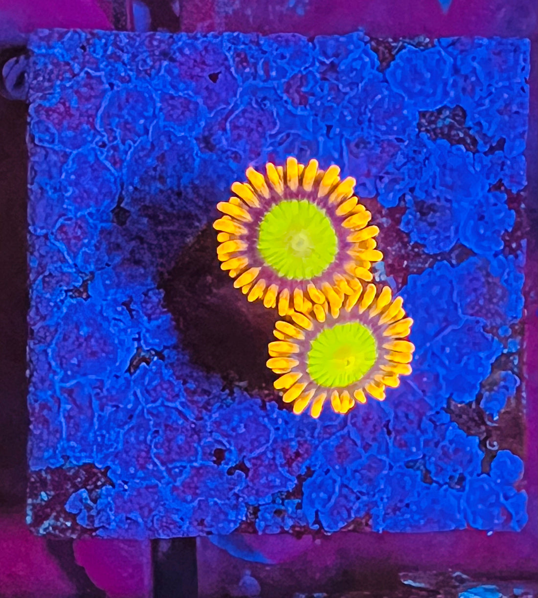 Orange Mandarin Zoanthus