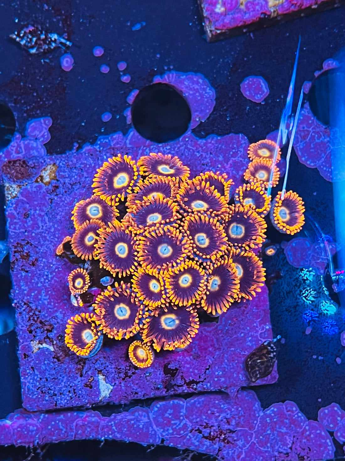 Tequila Sunrise Zoanthus