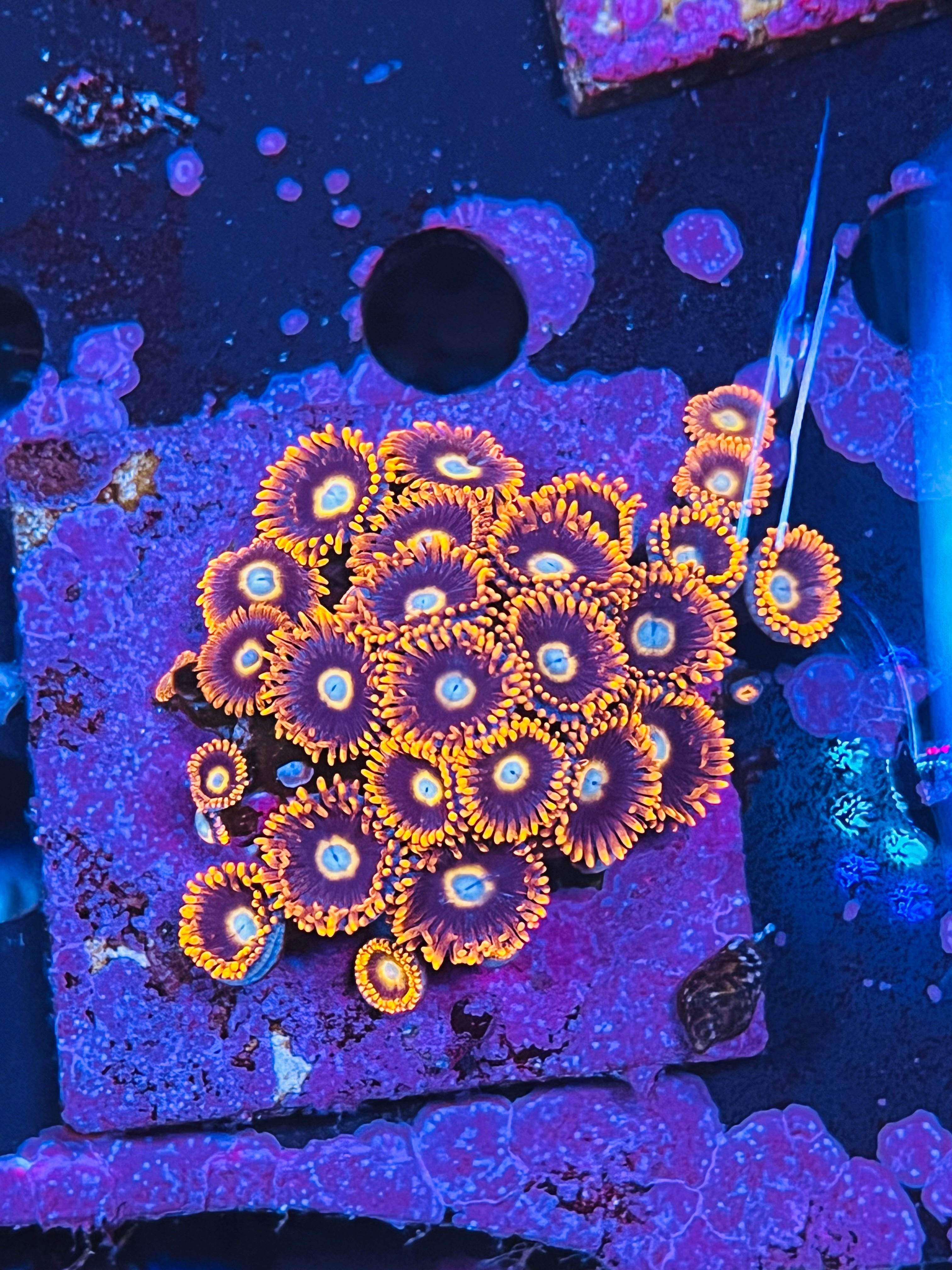 Tequila Sunrise Zoanthus