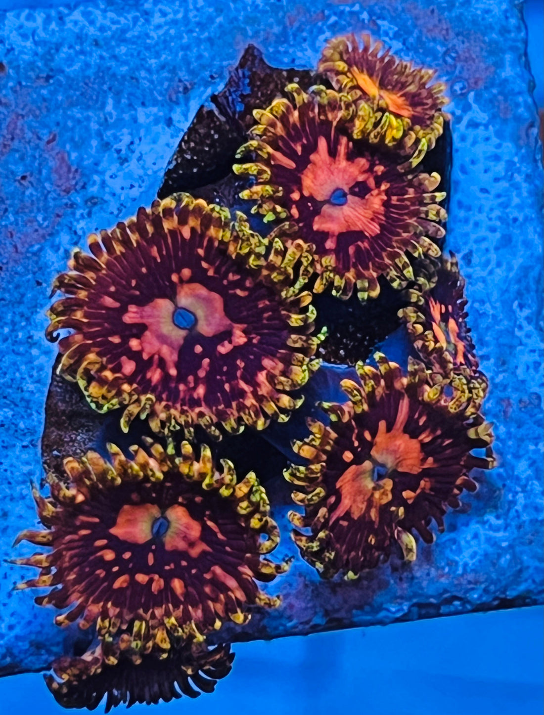 Space Chaos Zoanthus