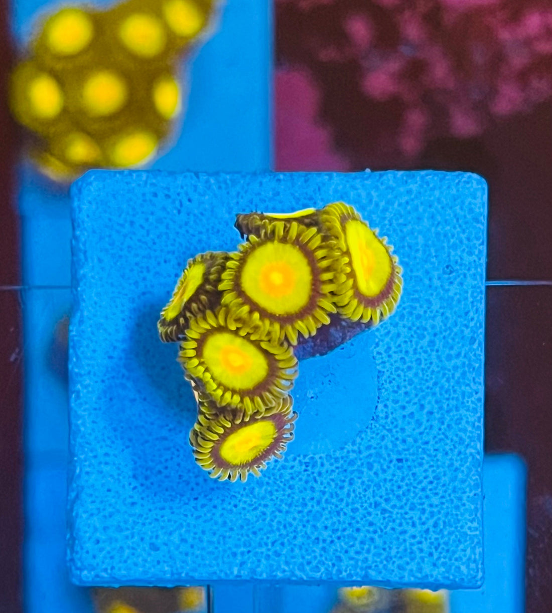 Tutti Frutti Zoanthus