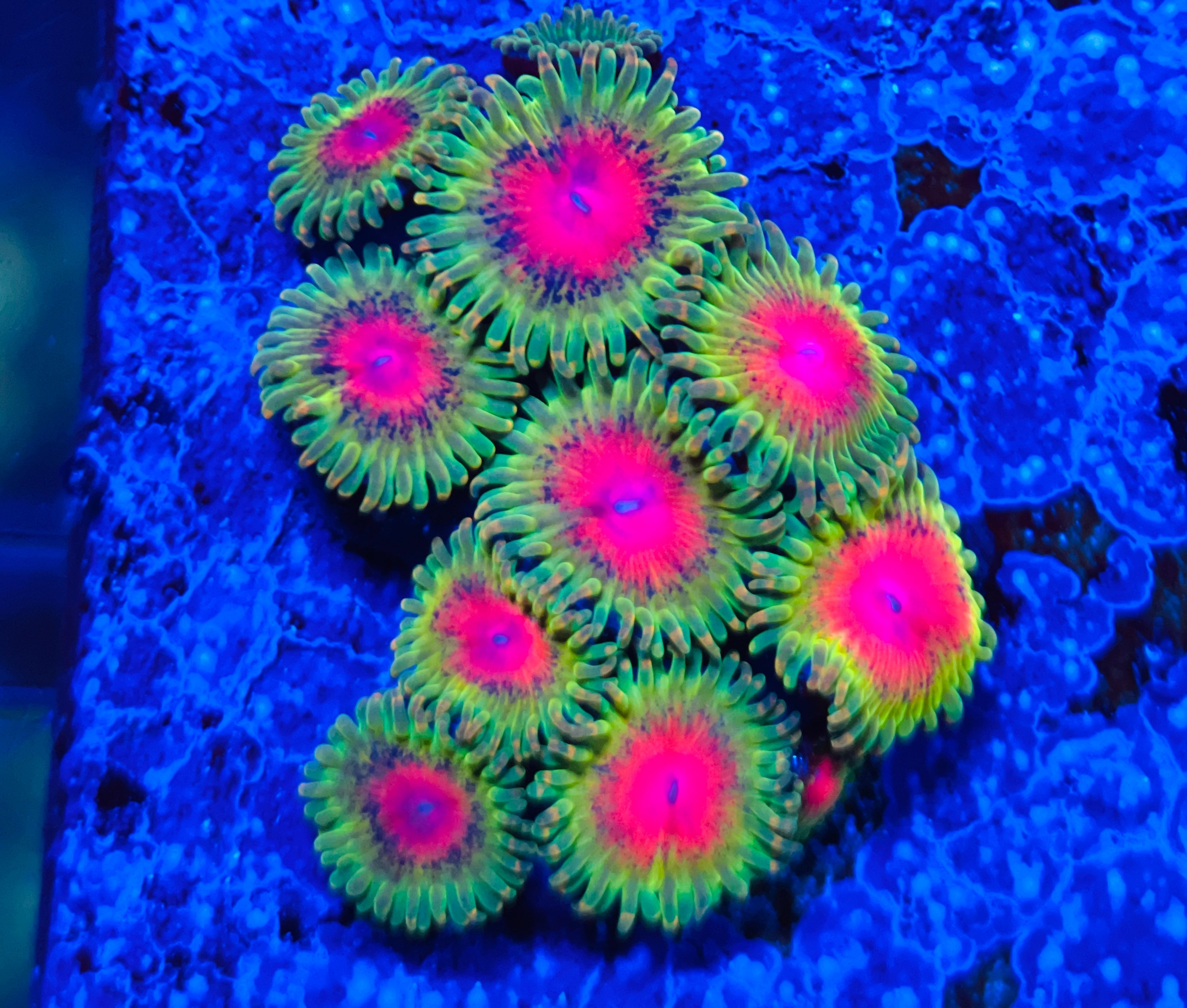 Awesome Blossom Zoanthus