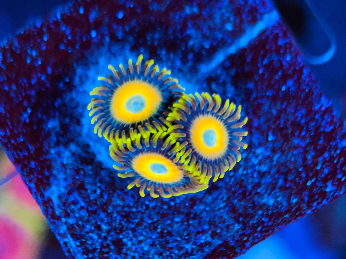 Scrambled Eggs Zoanthus