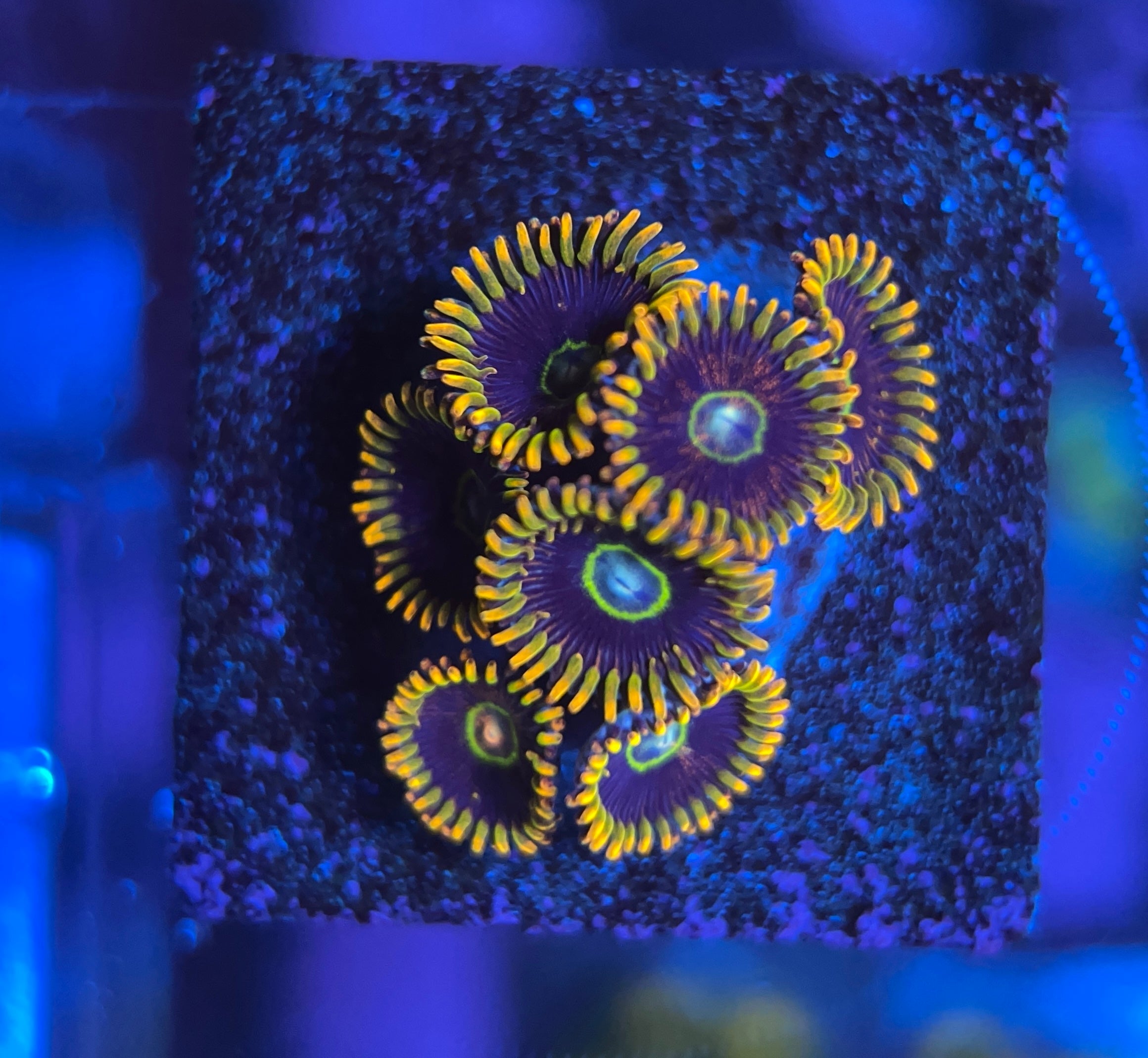 Rainbow Hornets Zoanthus