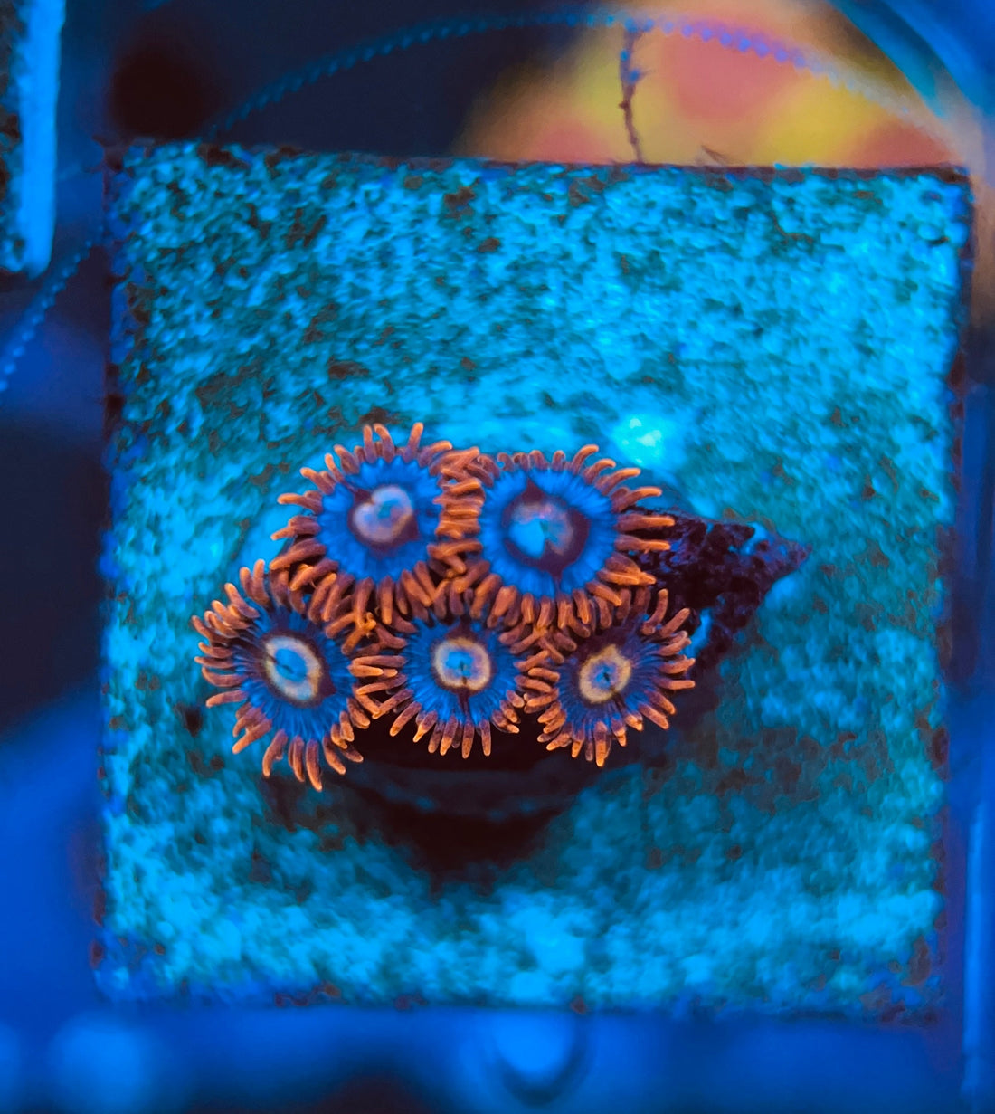 Super Mario Zoanthus