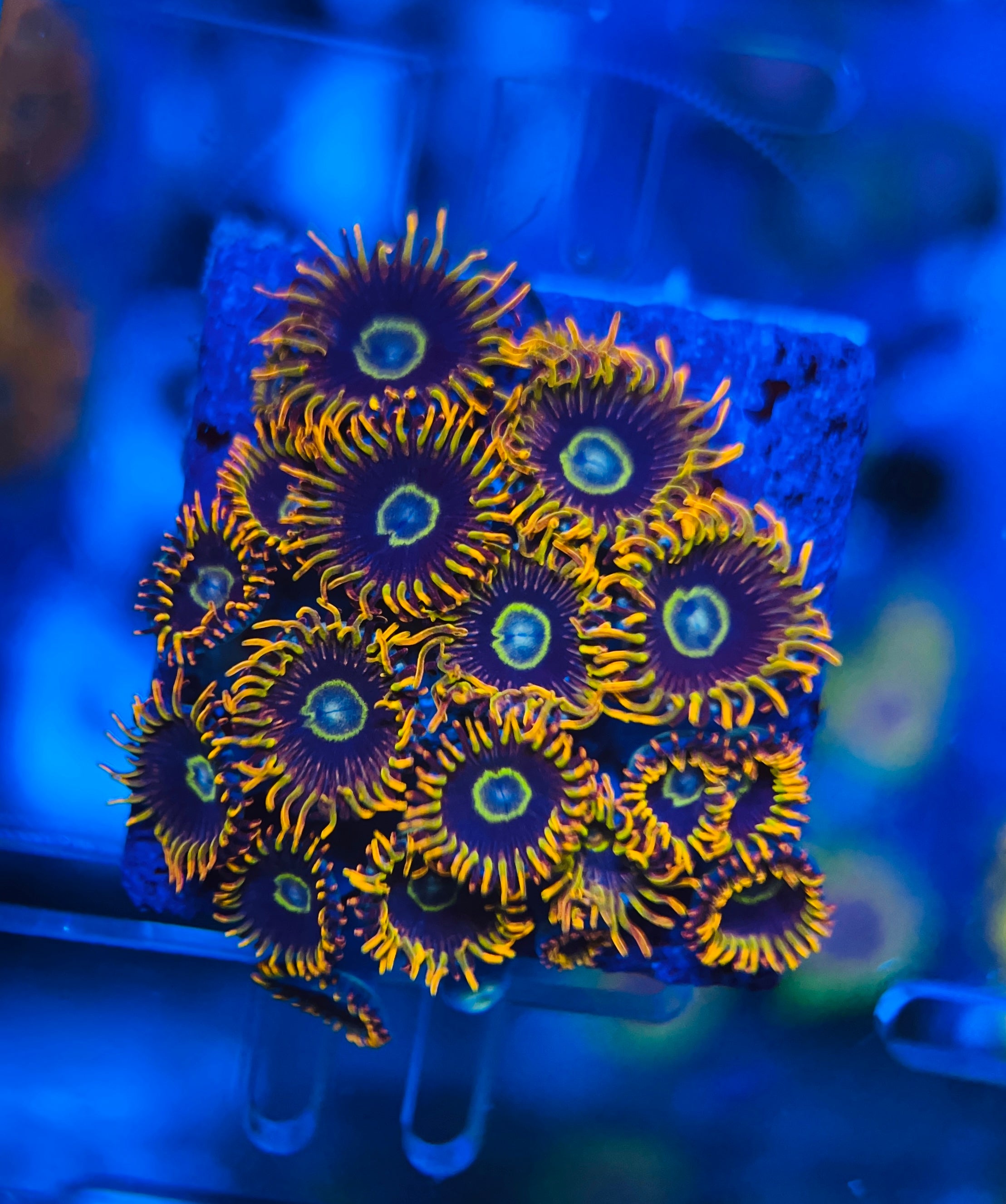 Gezonde Rainbow Hornets Zoanthus koraal met volledig geopende polypen - voorbeeld van optimale Zoanthus gezondheid zonder plagen of ziektes