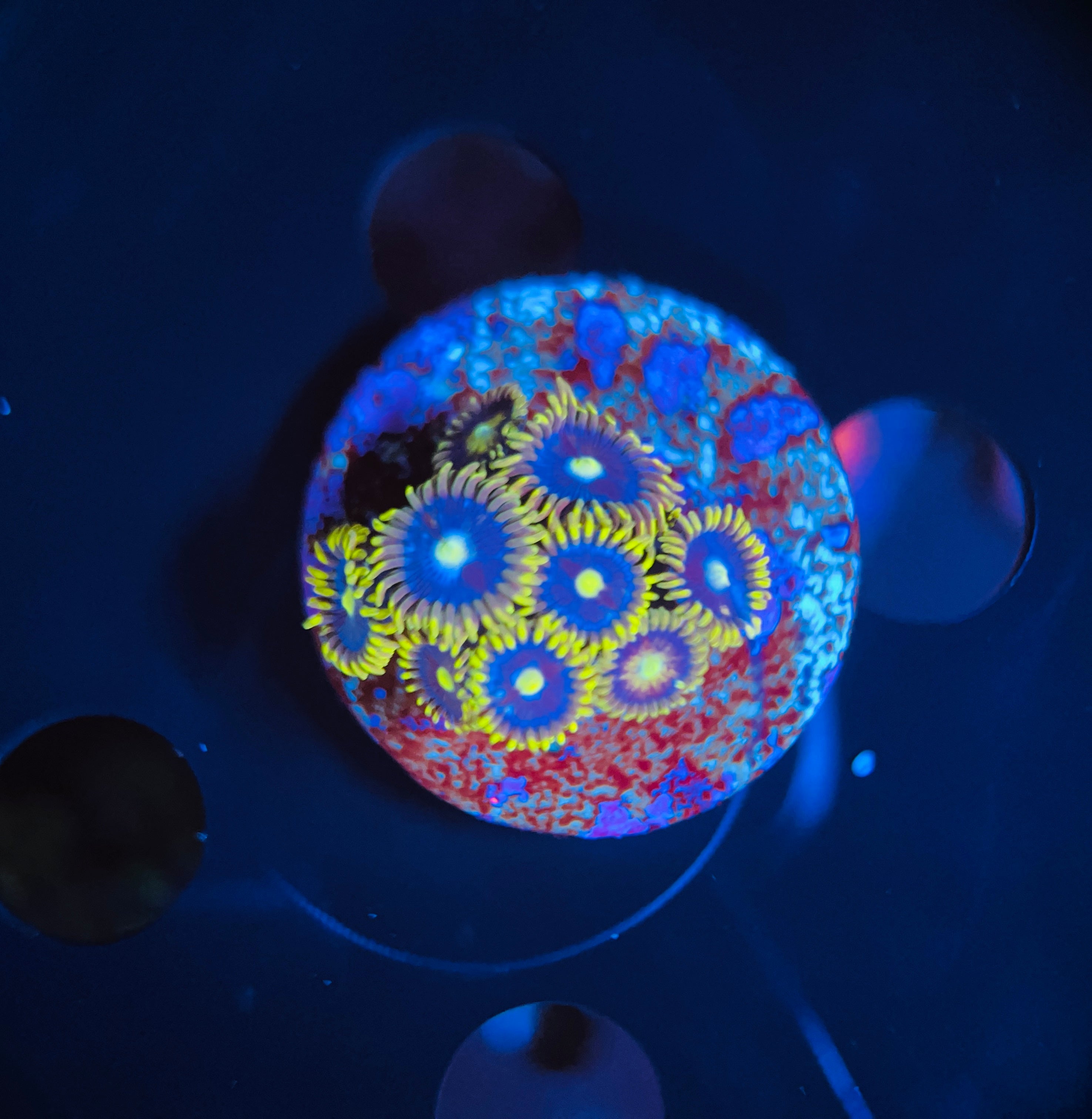 Blue daisy zoanthus WYSIWYG!