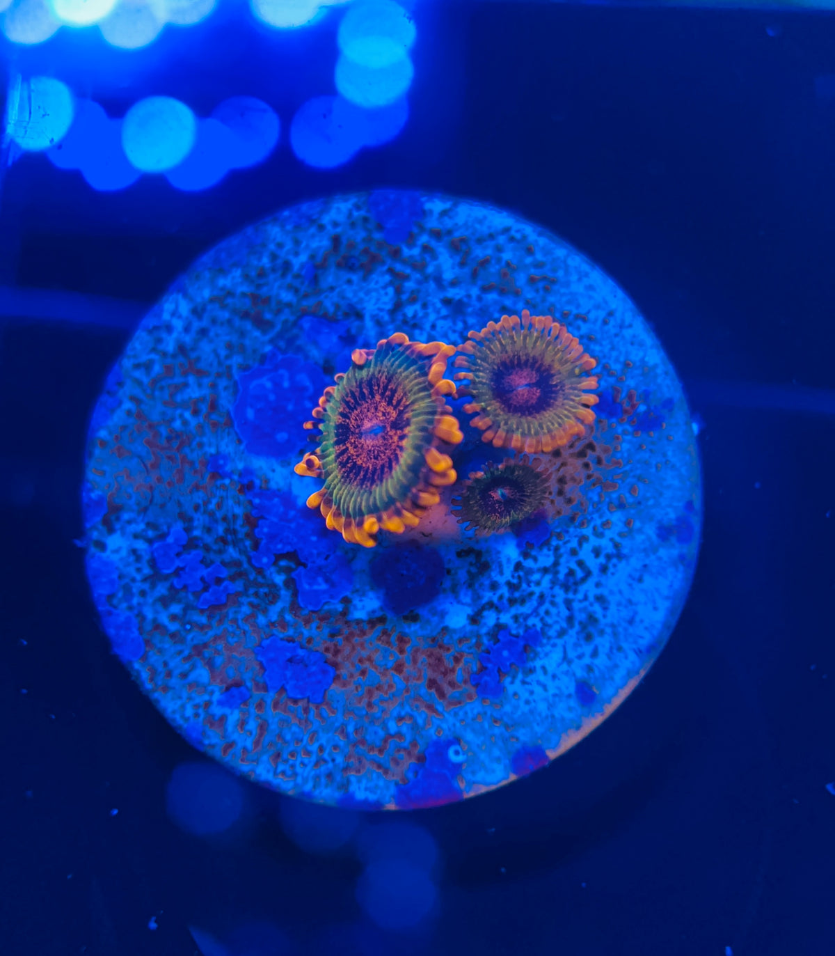 Speckled Krakatoa Zoanthus WYSIWYG!