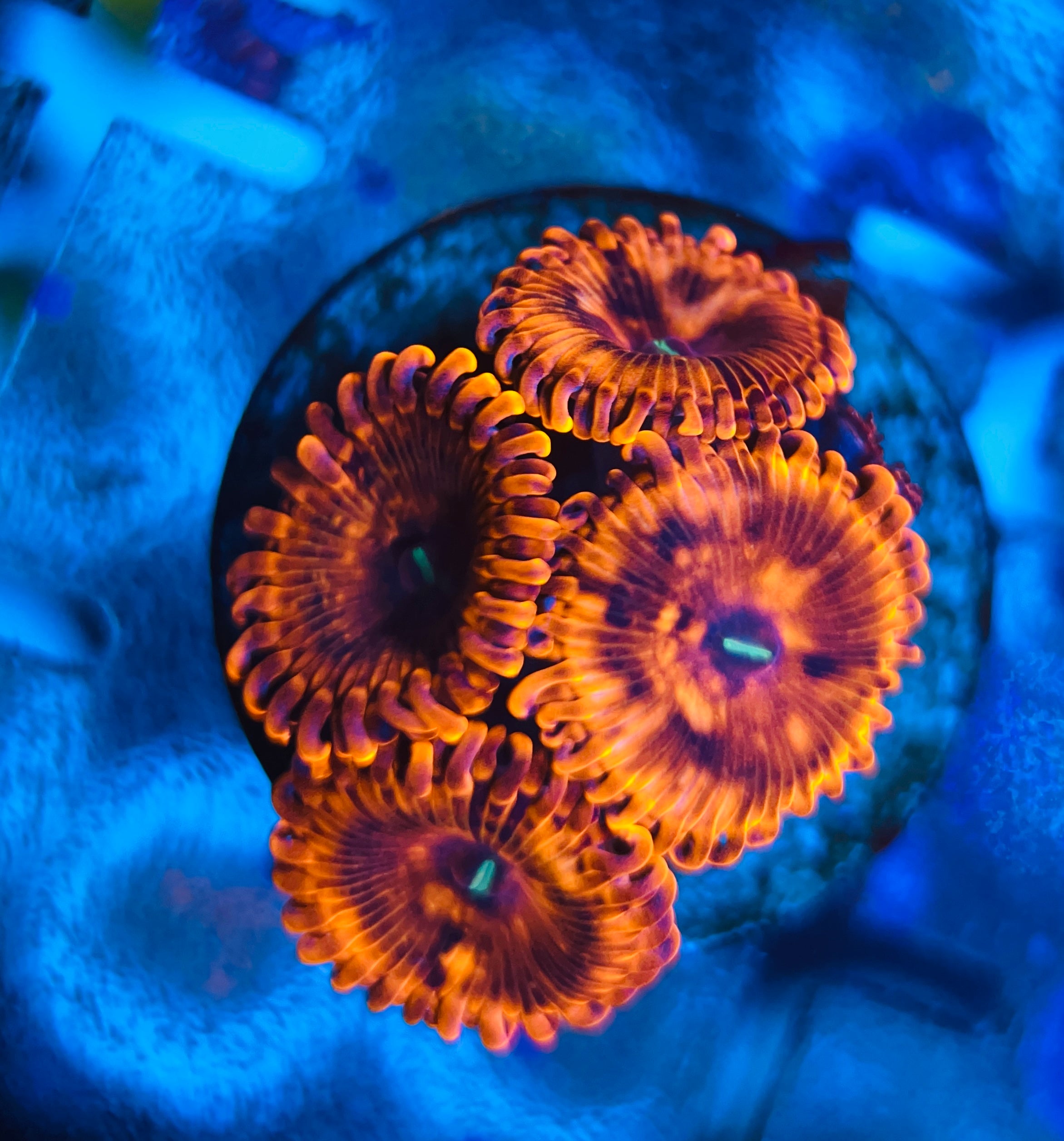 X-man Zoanthus