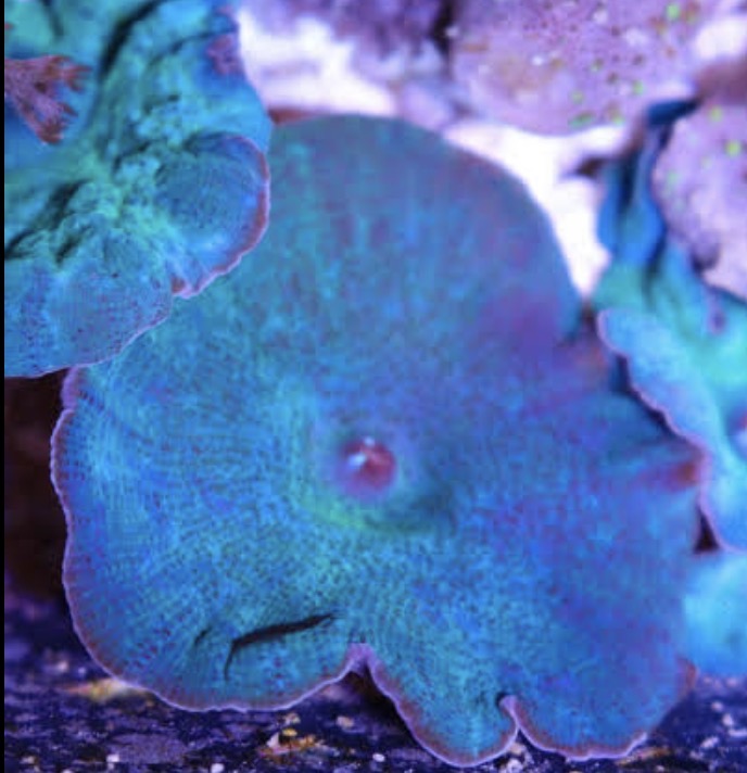 Discosoma Ultra Blue WYSIWYG!