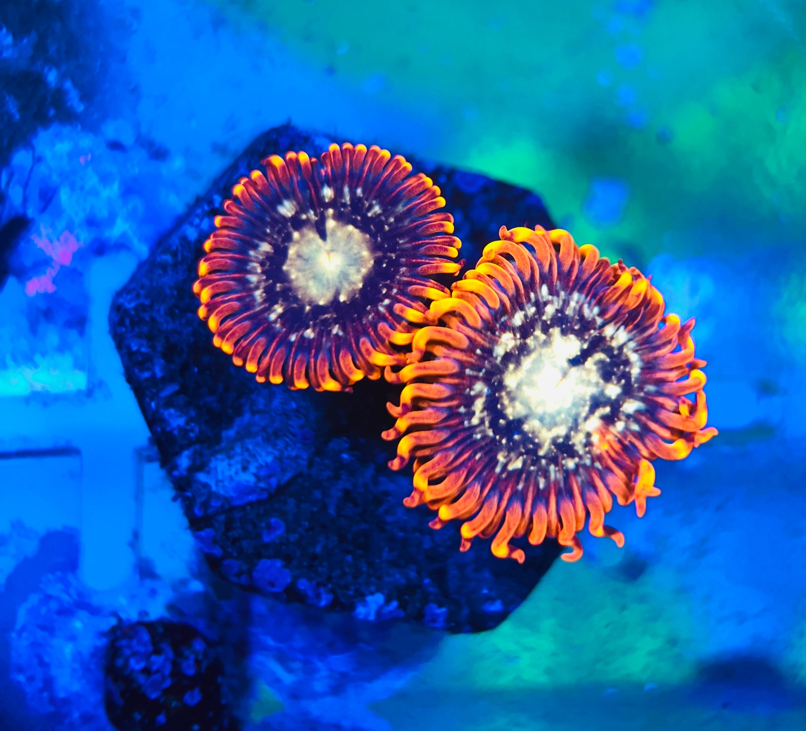 Australian shift Zoanthus WYSIWYG!