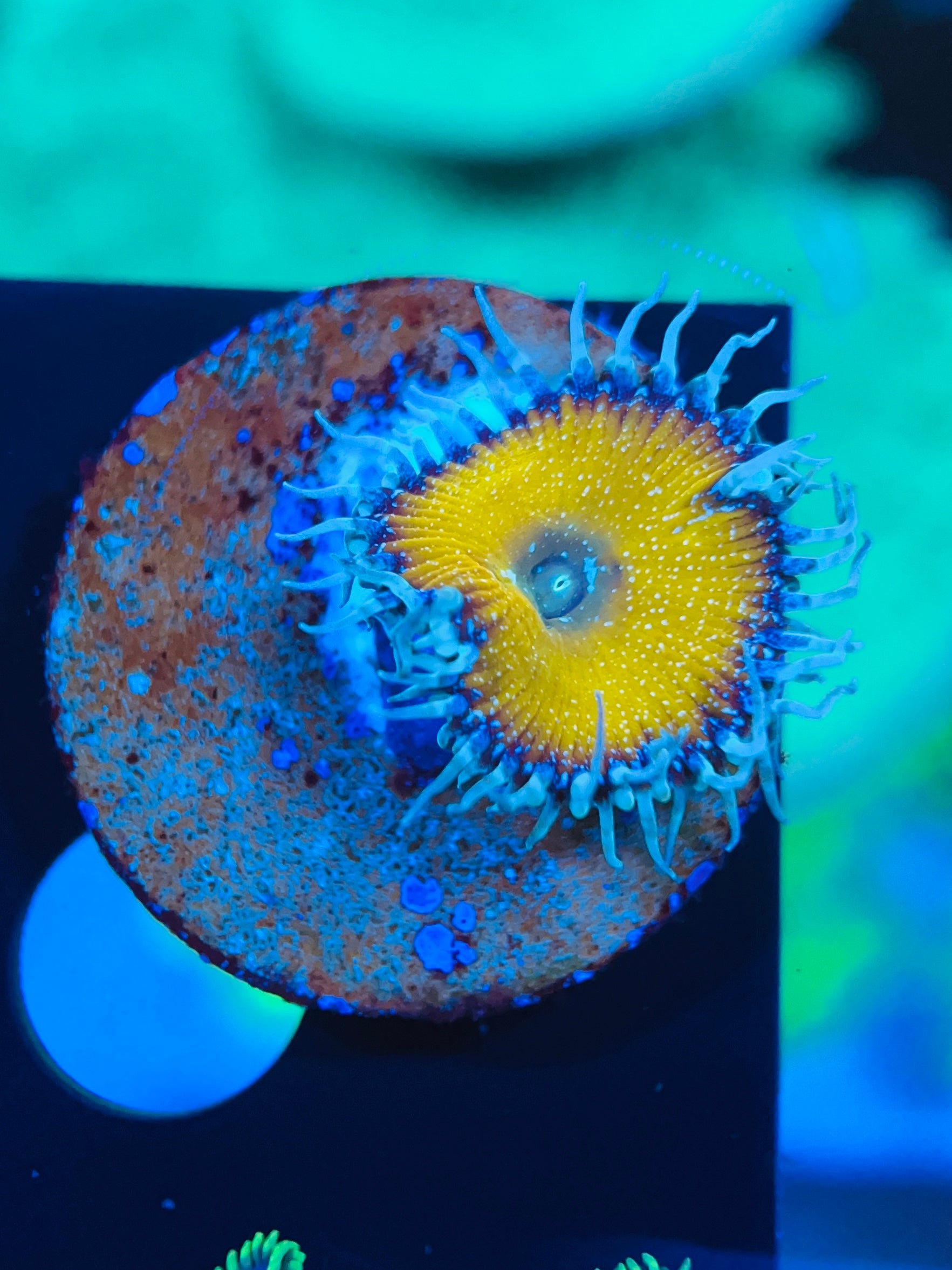 Yellow Death Star Palythoa Zoanthus WYSIWYG!