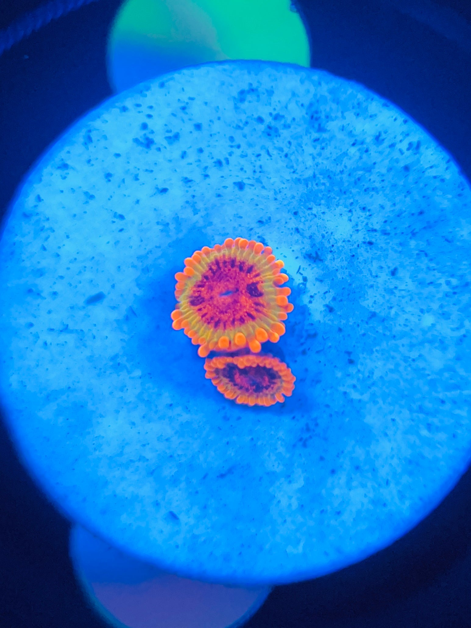 Speckled Krakatoa Zoanthus WYSIWYG!