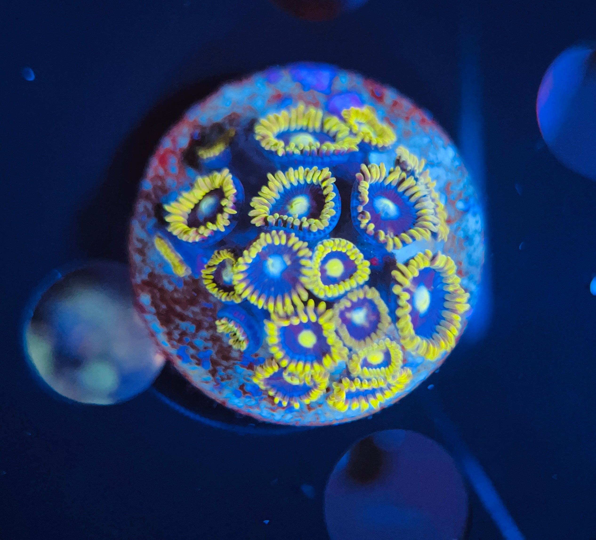 Blue daisy zoanthus WYSIWYG!