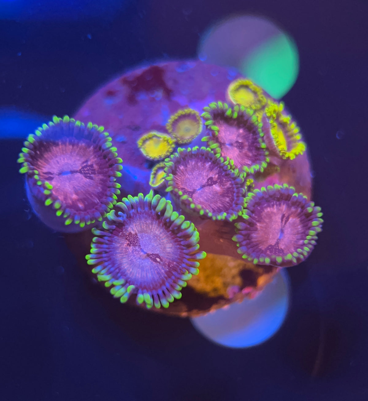 zoanthus mix WYSIWYG!