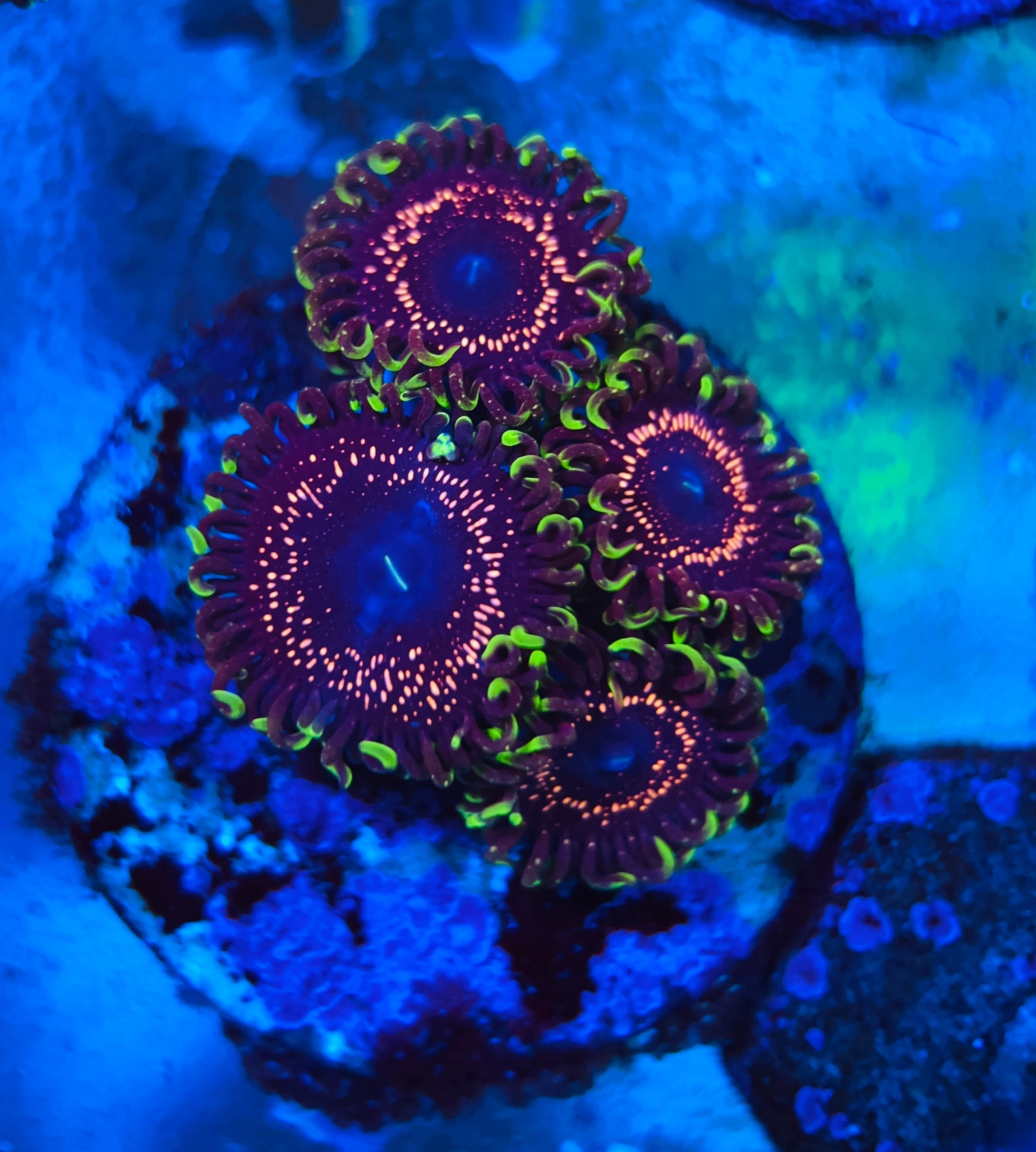 Psychosis zoanthus WYSIWYG!