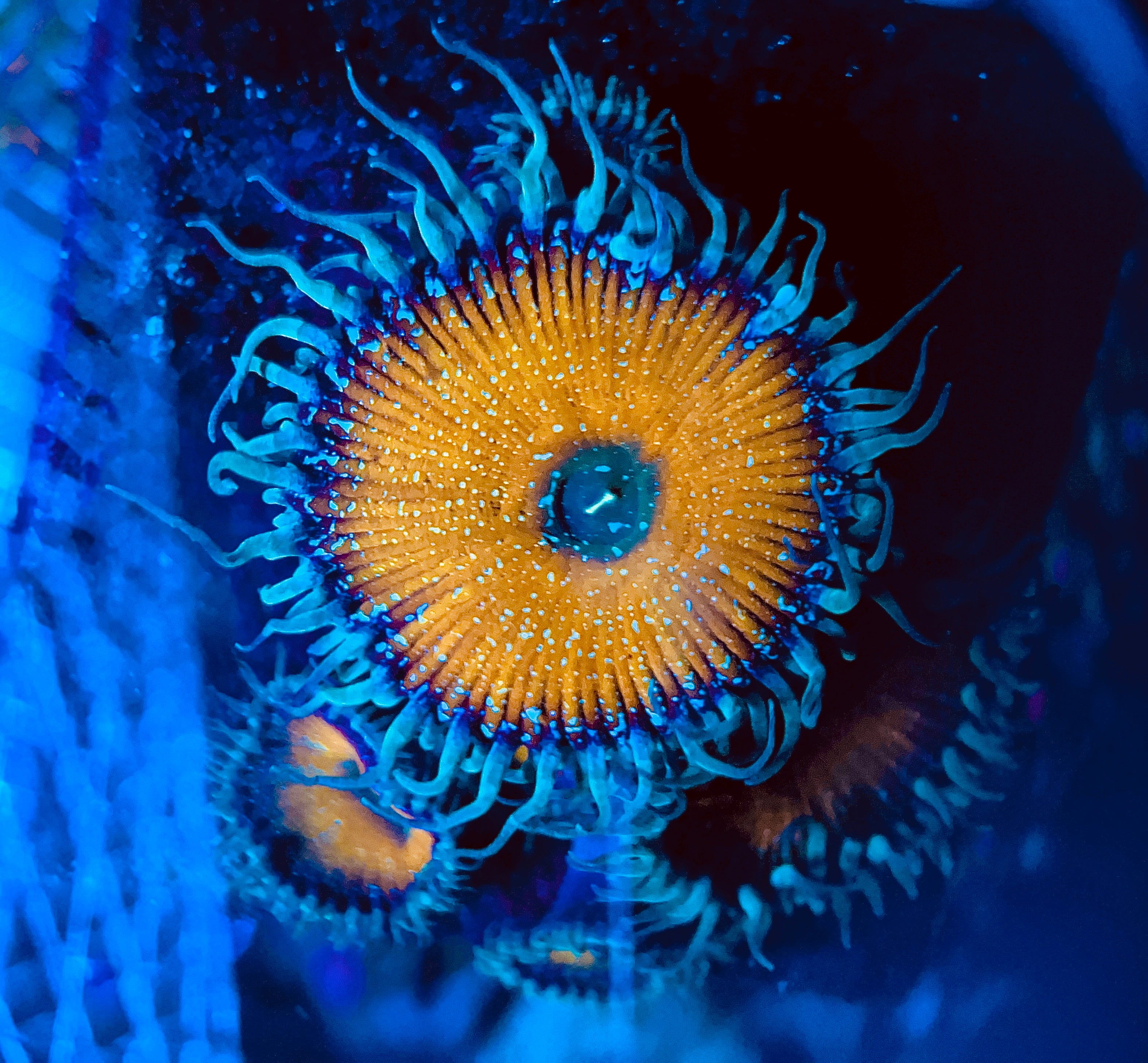 Yellow Death Star Palythoa Zoanthus WYSIWYG!
