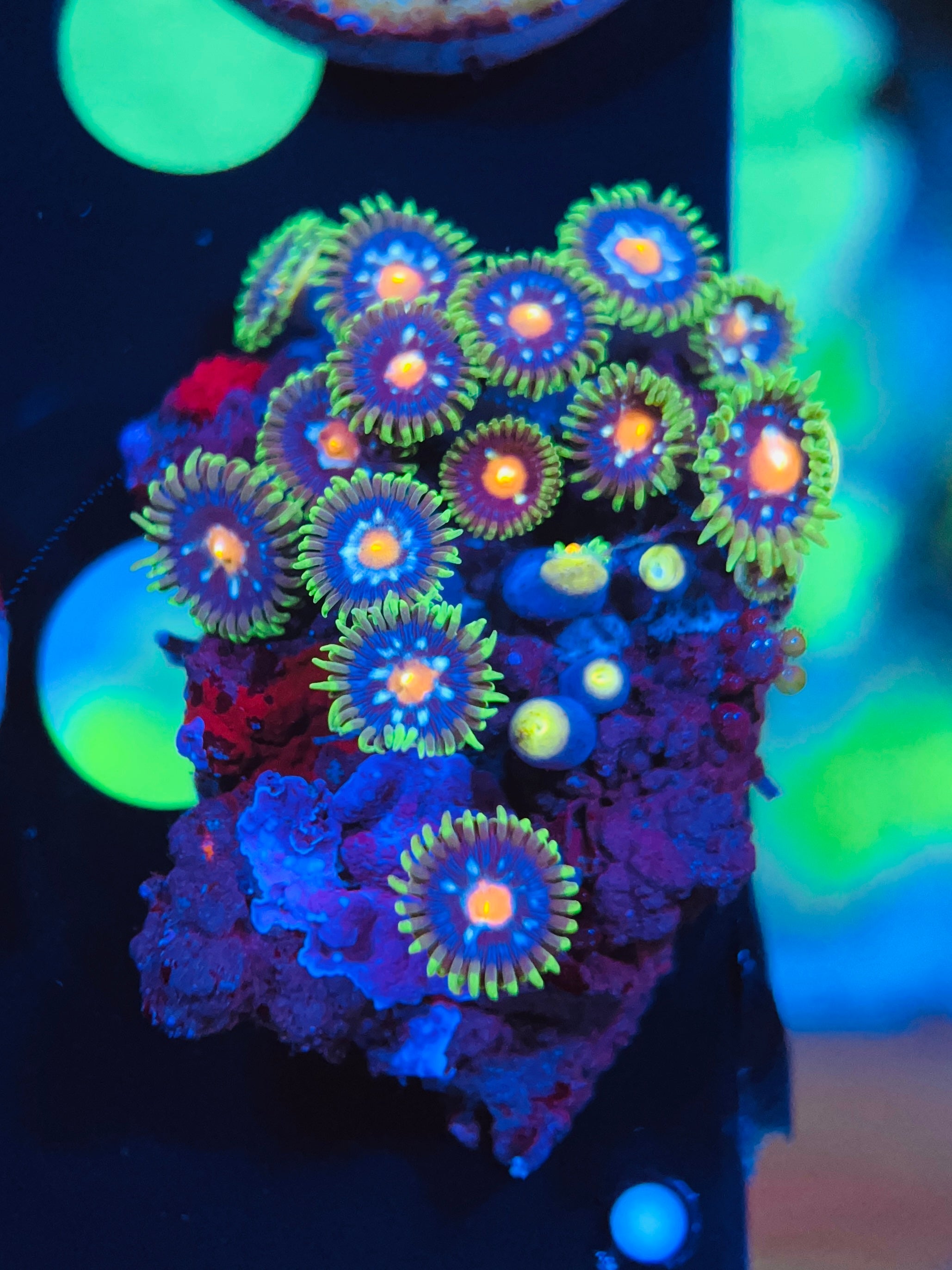 Stargazer zoanthus WYSIWYG!
