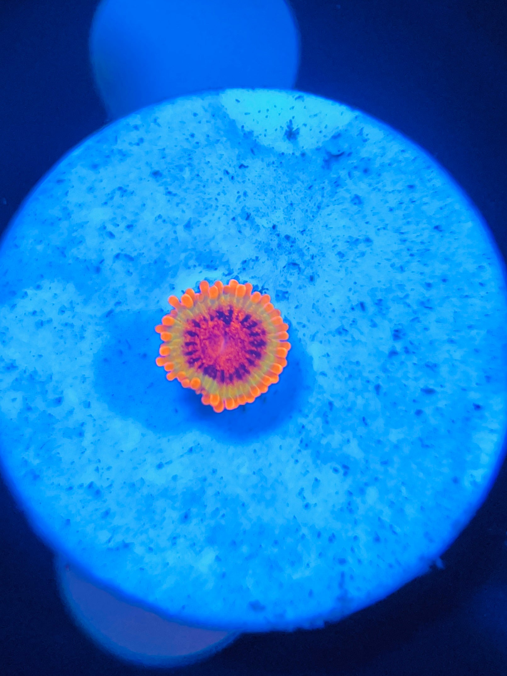 Speckled Krakatoa Zoanthus WYSIWYG!