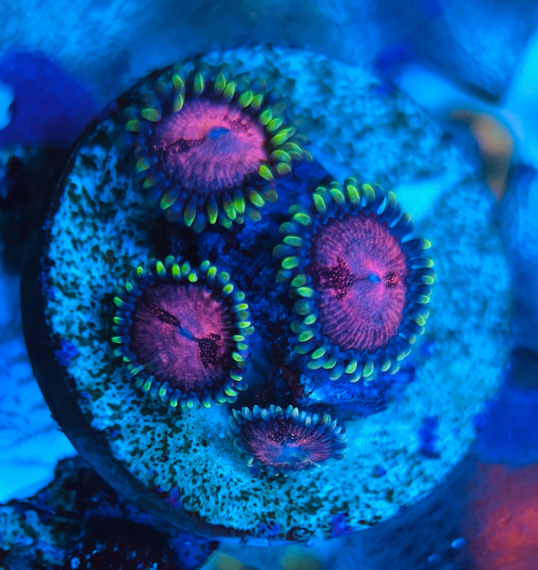 Space monster Zoanthus WYSIWYG!