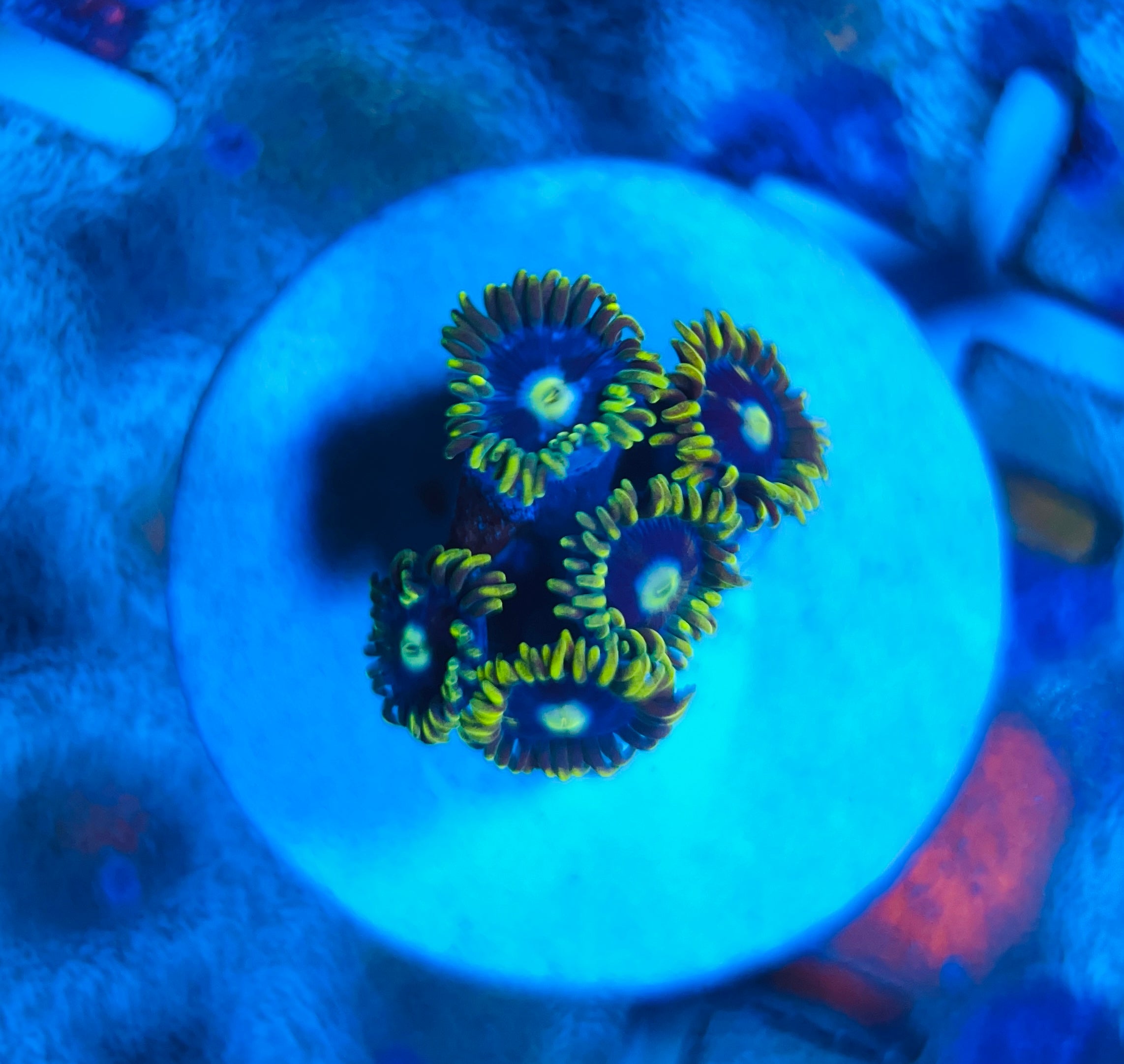 Blue daisy zoanthus WYSIWYG!