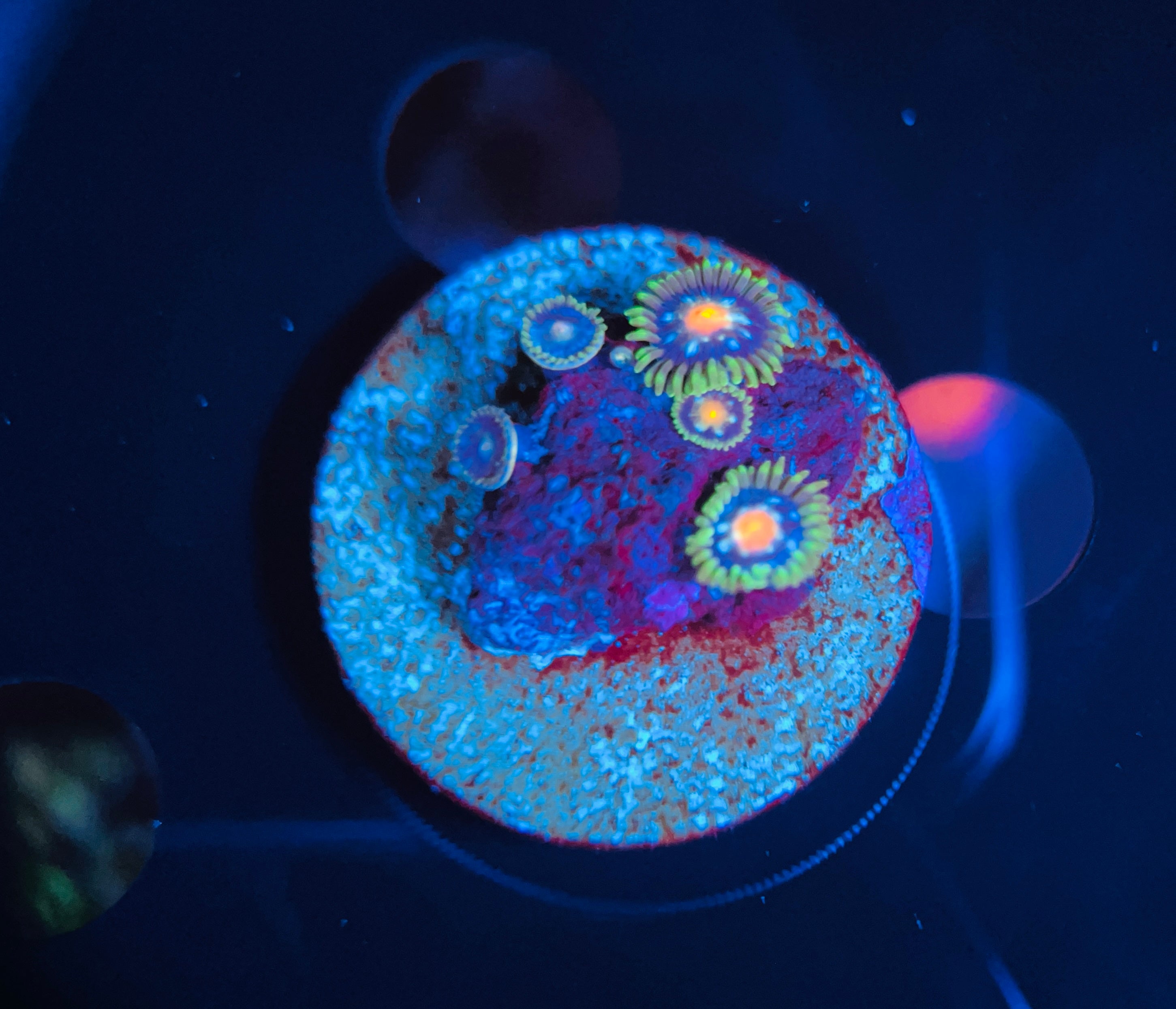 Stargazer zoanthus WYSIWYG!