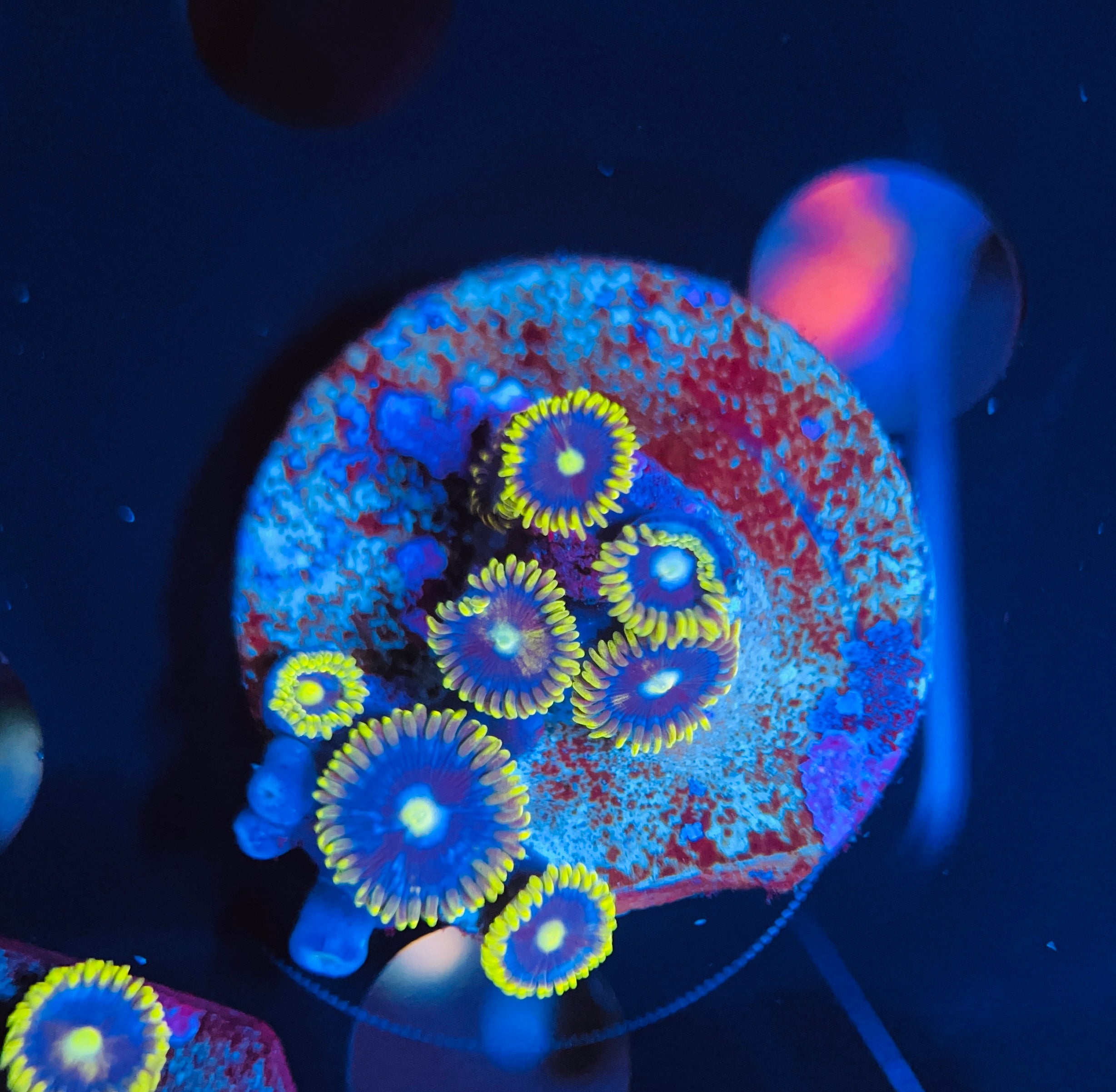 Blue daisy zoanthus WYSIWYG!