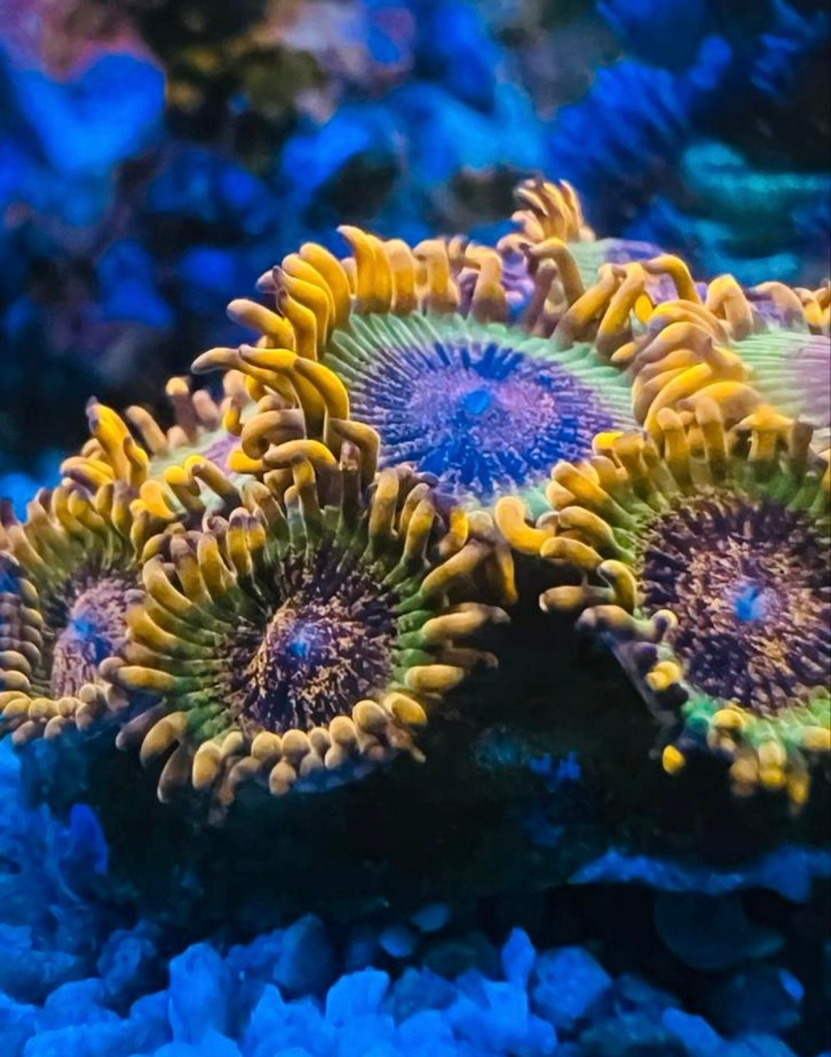 Speckled Krakatoa Zoanthus