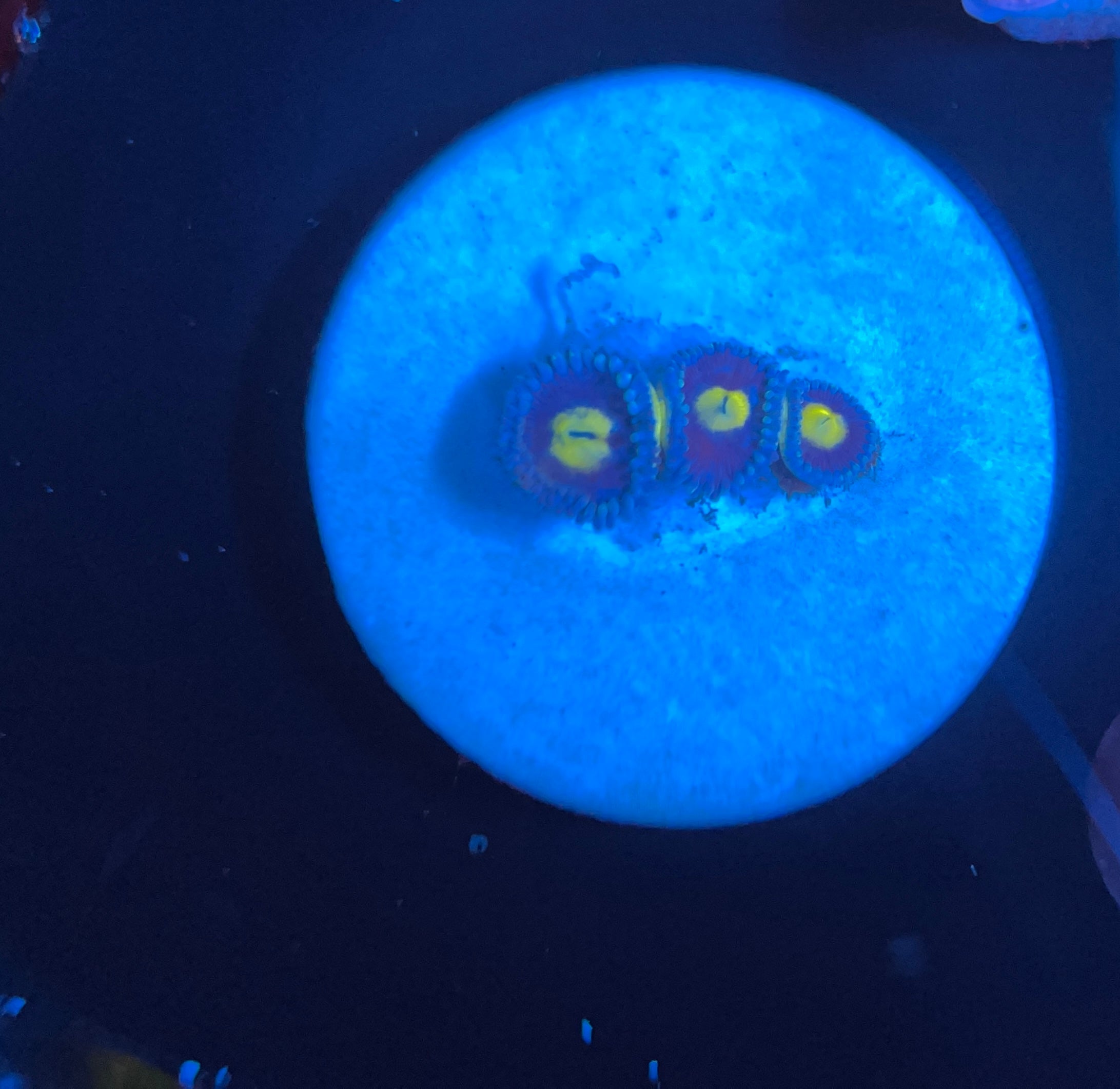 Blue Walter Zoanthus WYSIWYG!