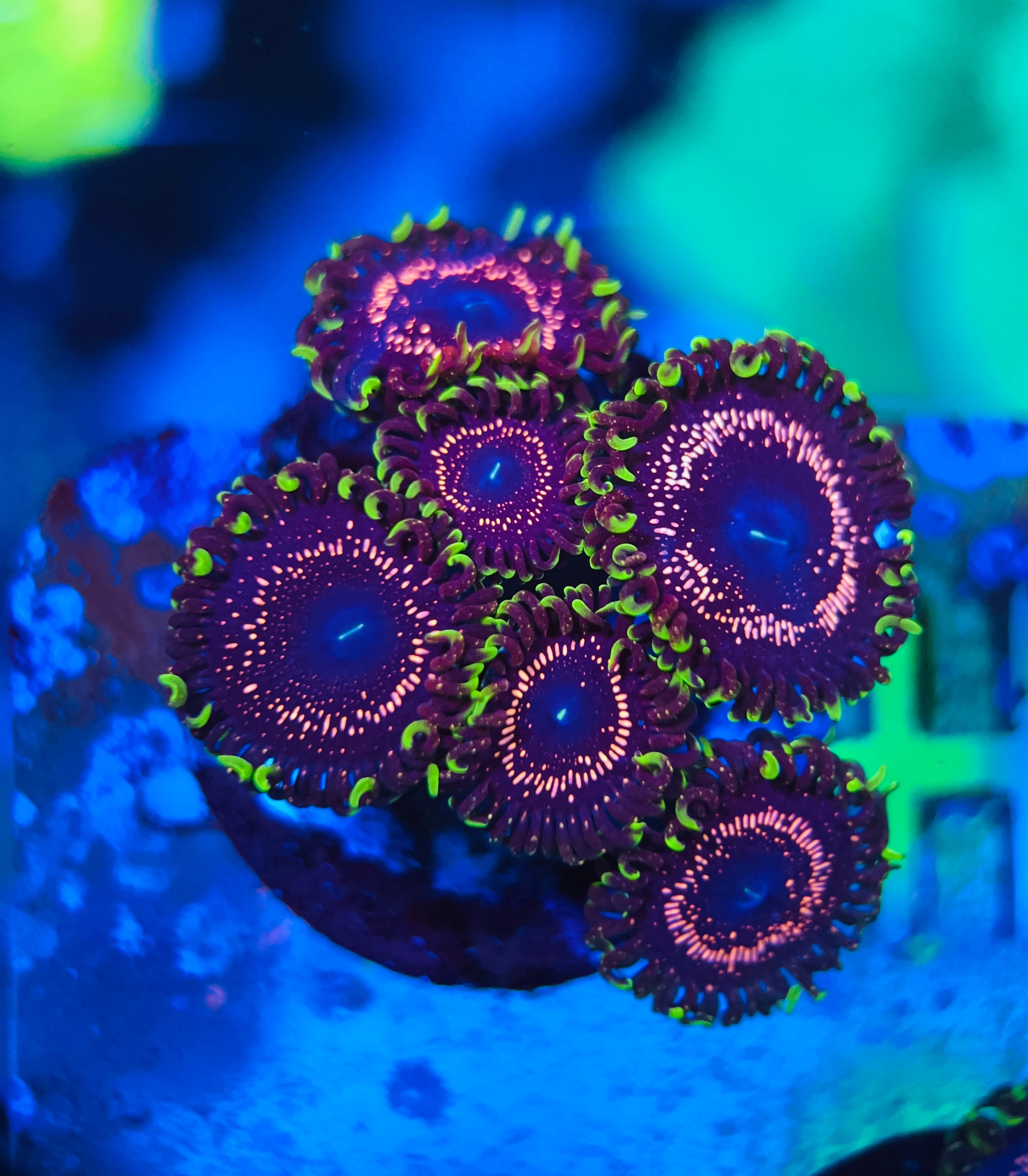 Psychosis zoanthus WYSIWYG!