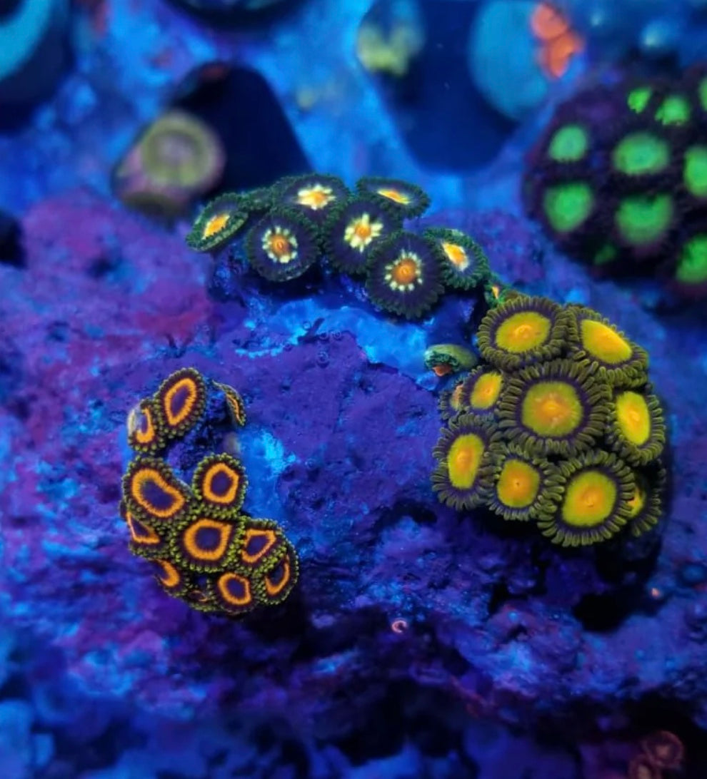 Zoanthus Custom Mini Reef Garden